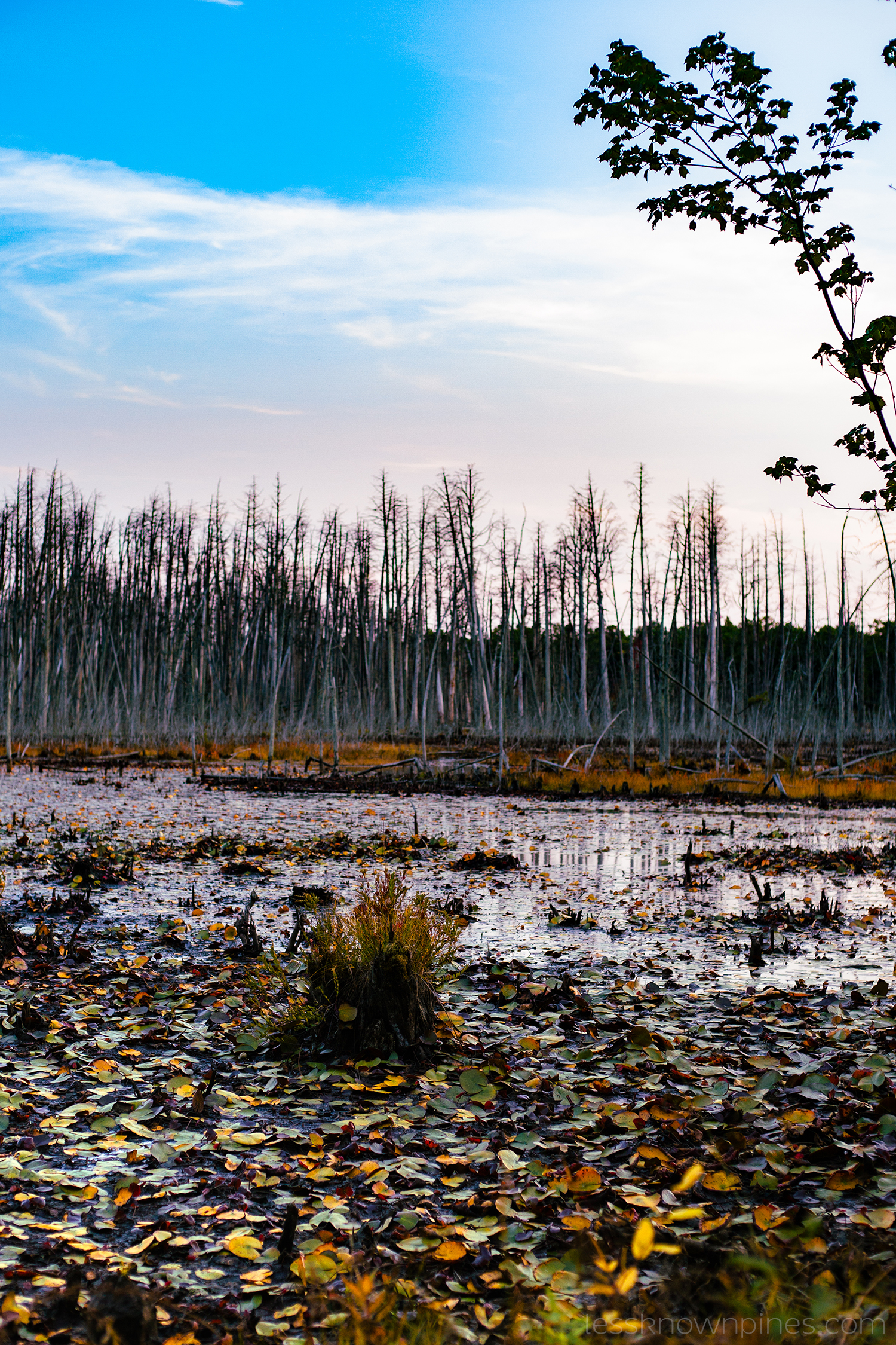 Devil's Hairbrush Swamp