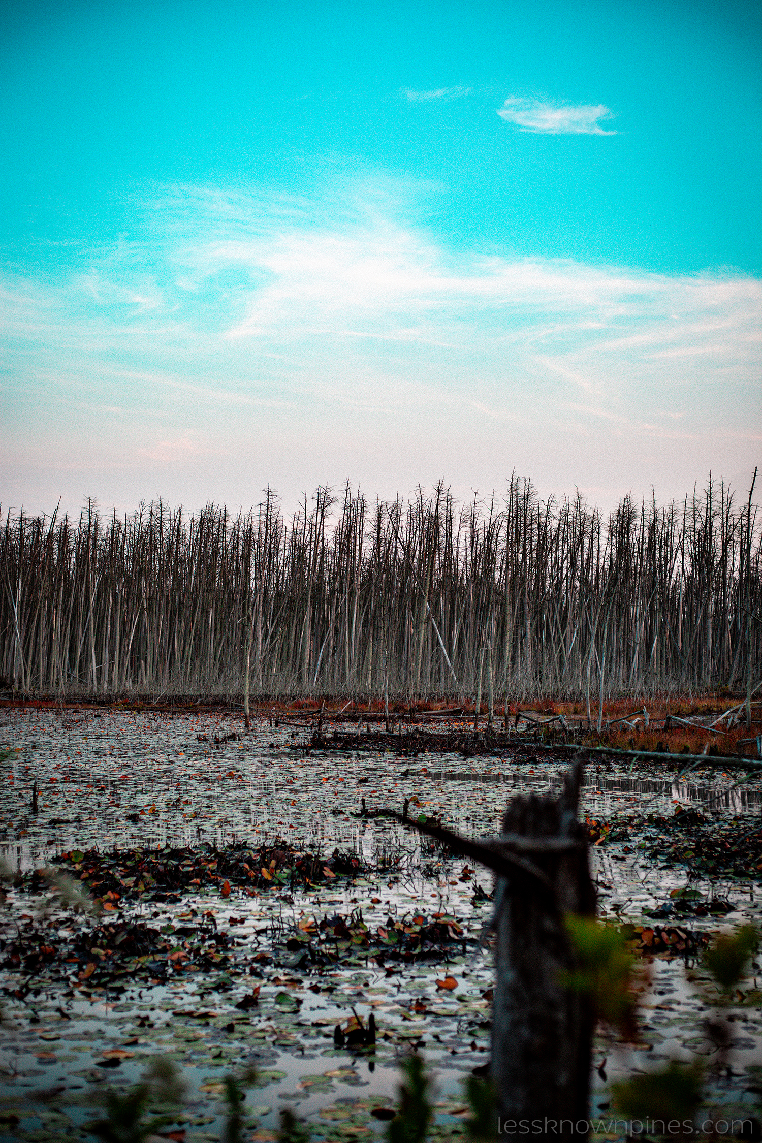 Devil's hairbrush swamp