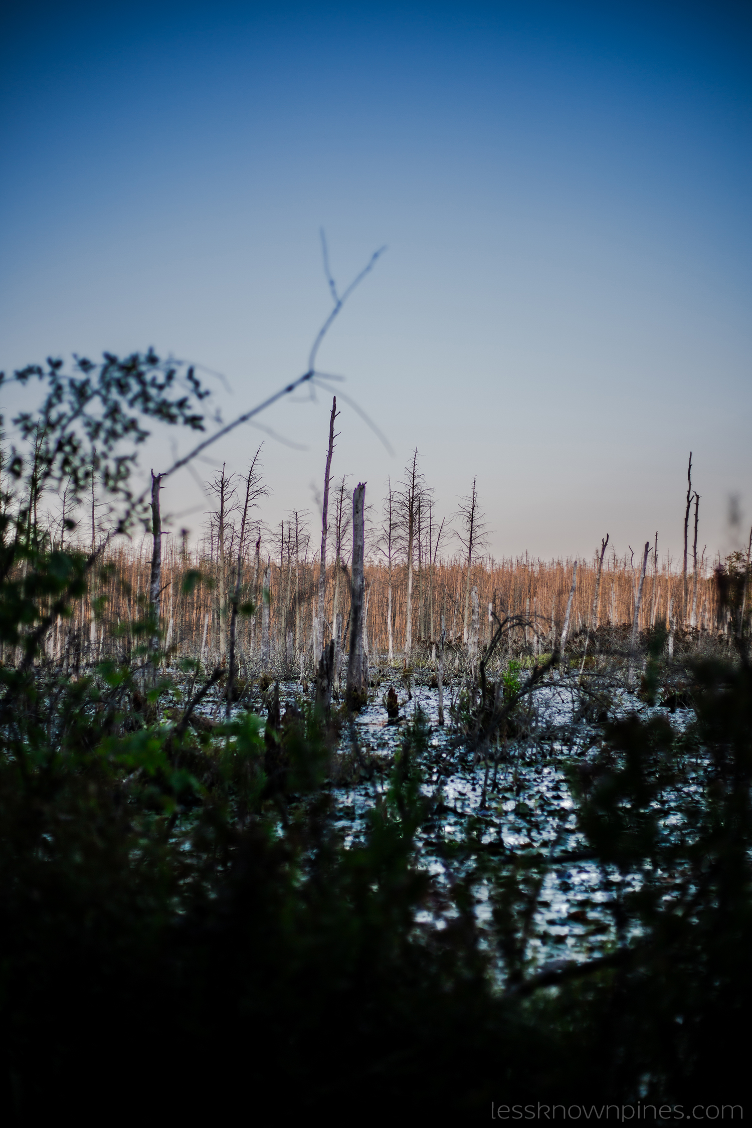 Swamp in distance