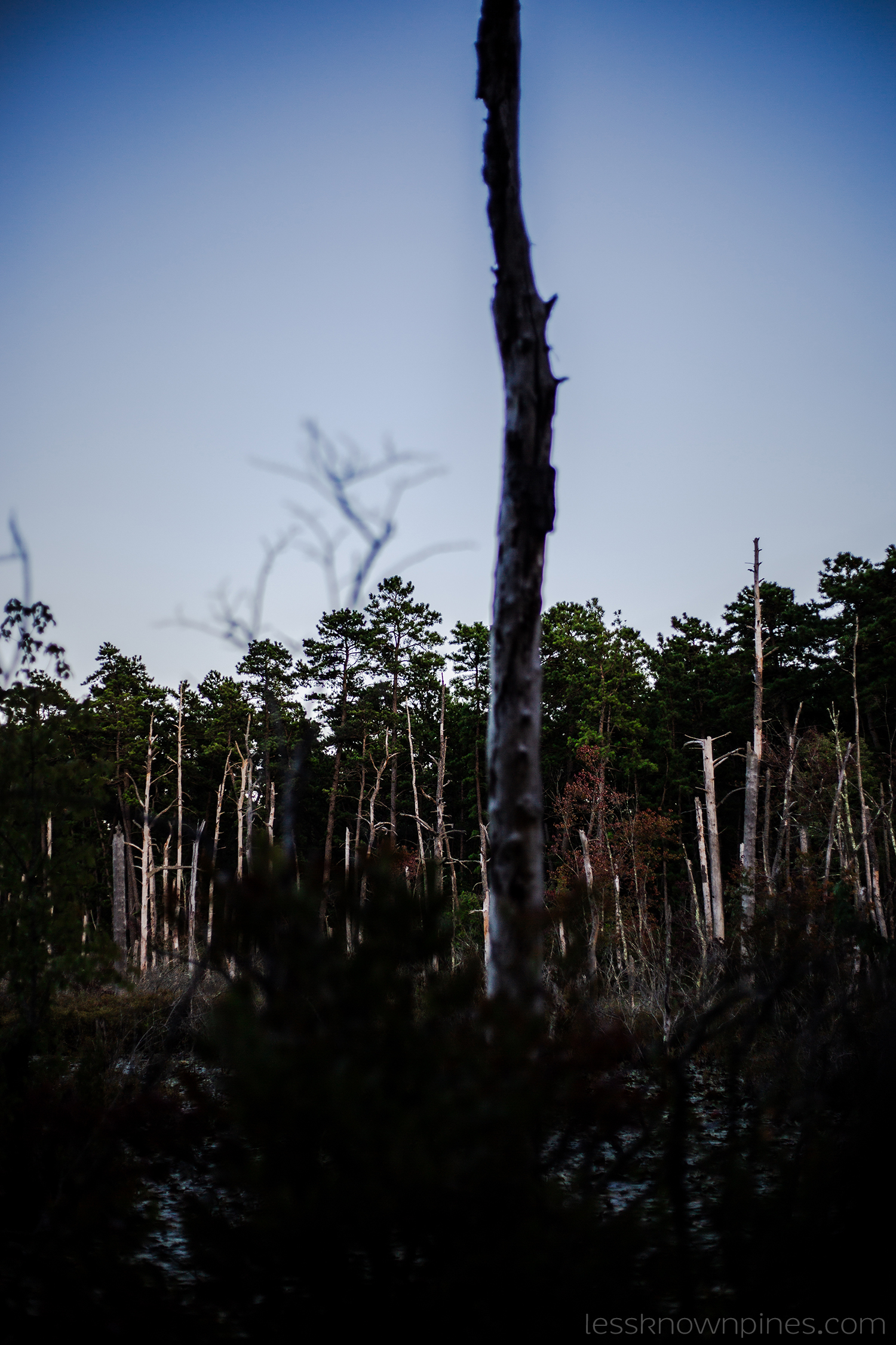 Devil's hairbrush swamp