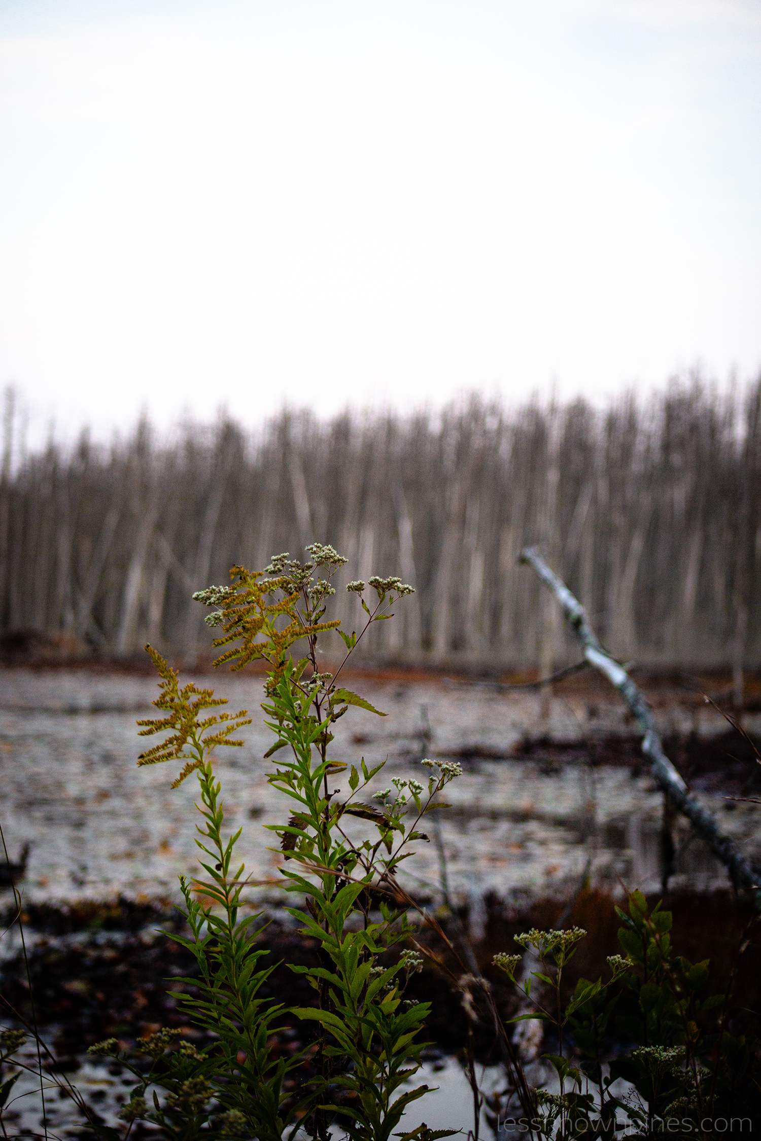 Goldenrod