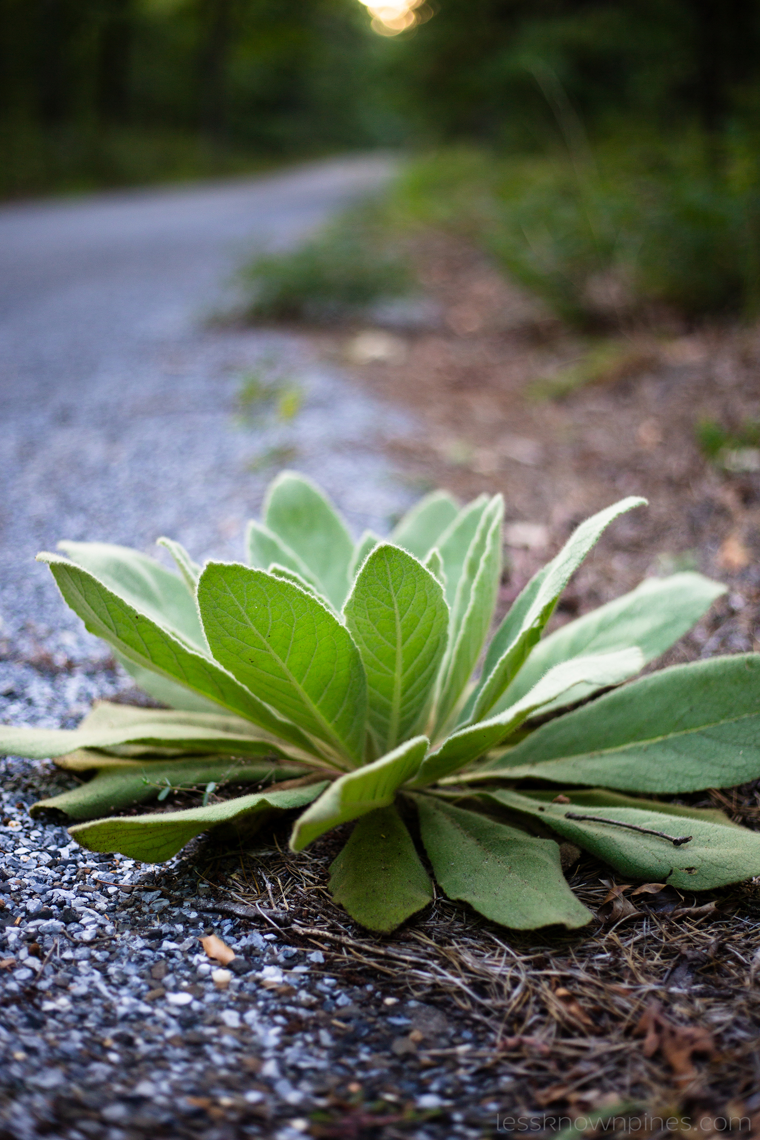 Great Mullein Leaves