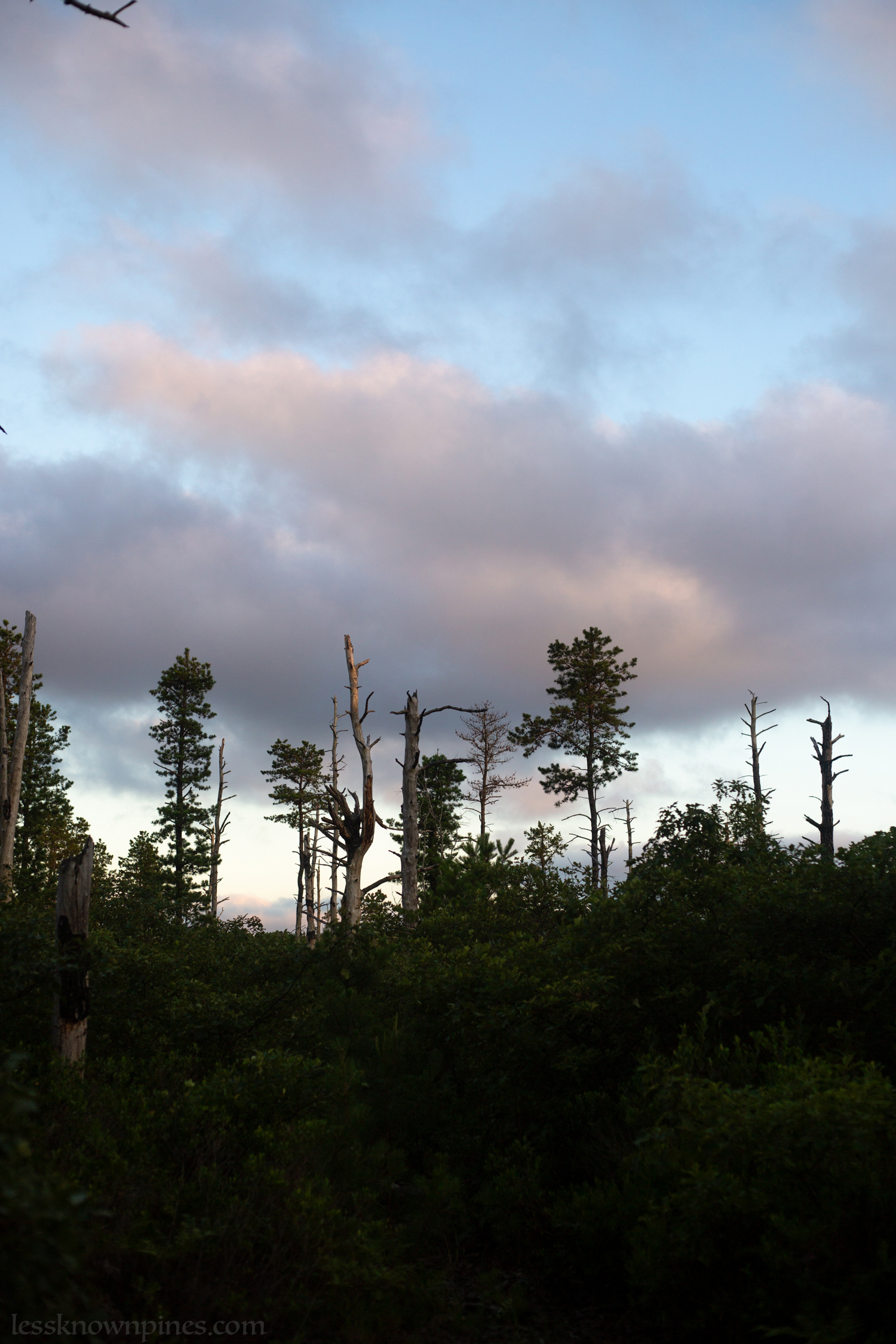 High elevation area of minimal trees