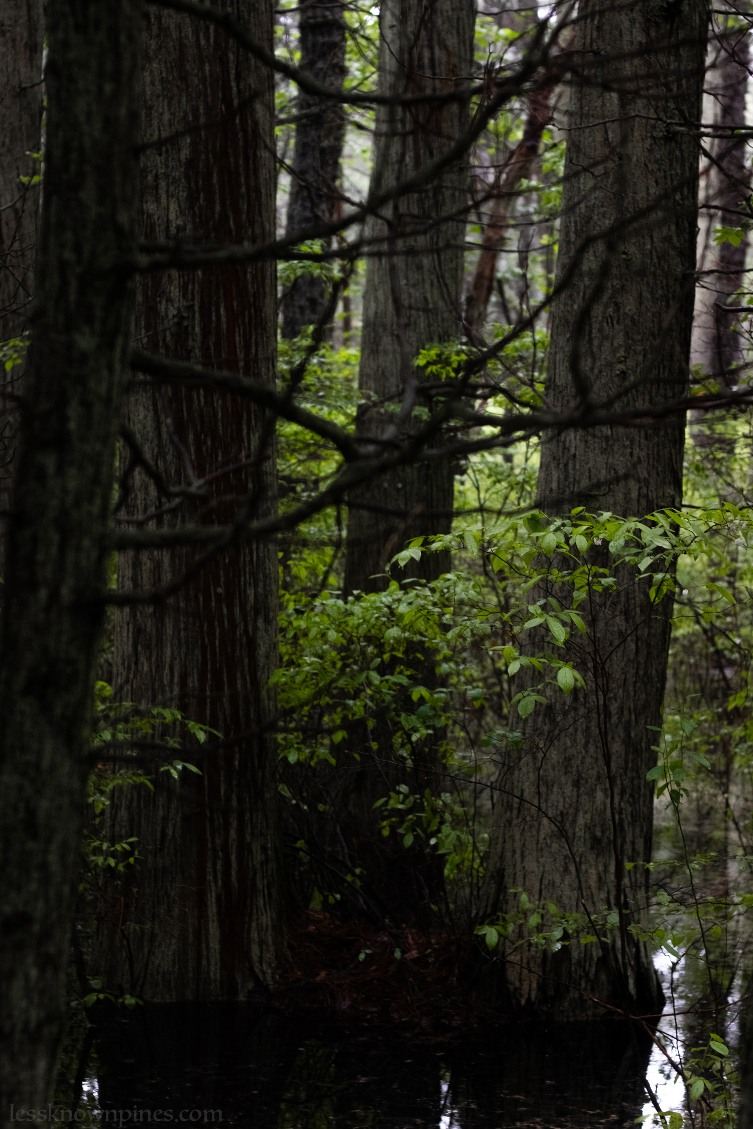 Highbushes surround trees on swamp