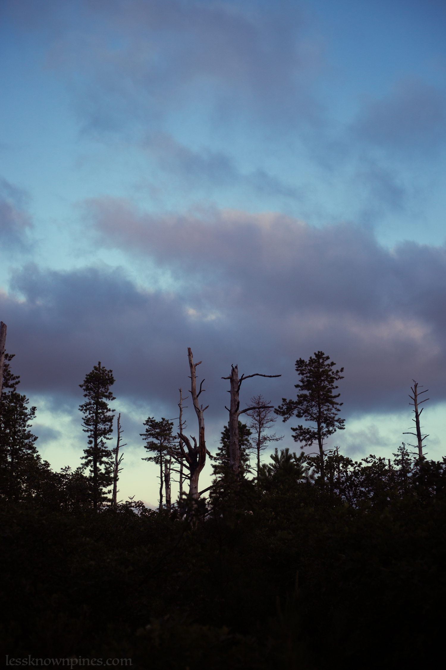 Higher elevations in the pinelands can have less trees