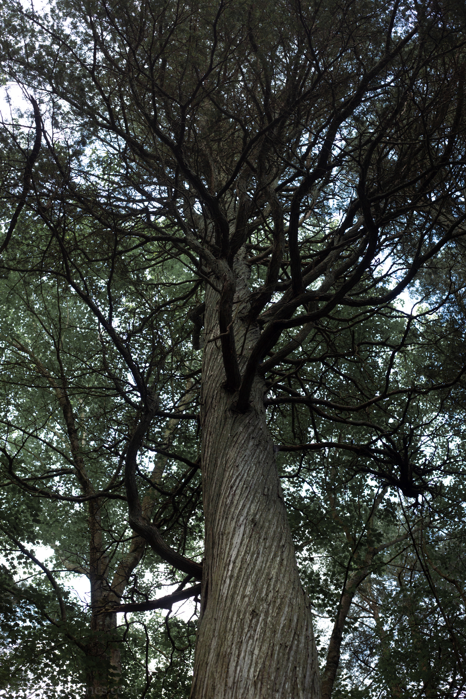 The elderly of the forest