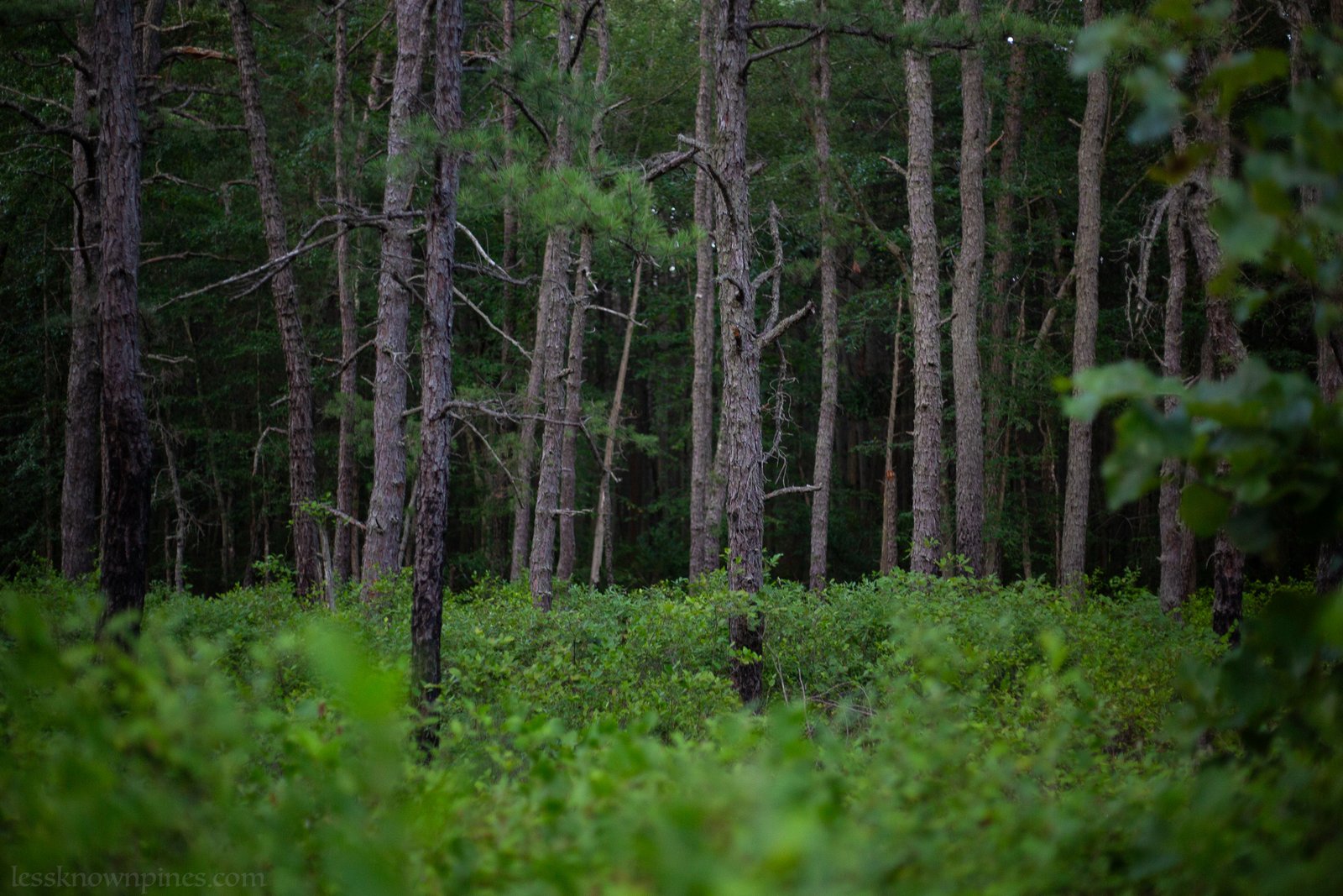 Late July Shoal Branch corridor