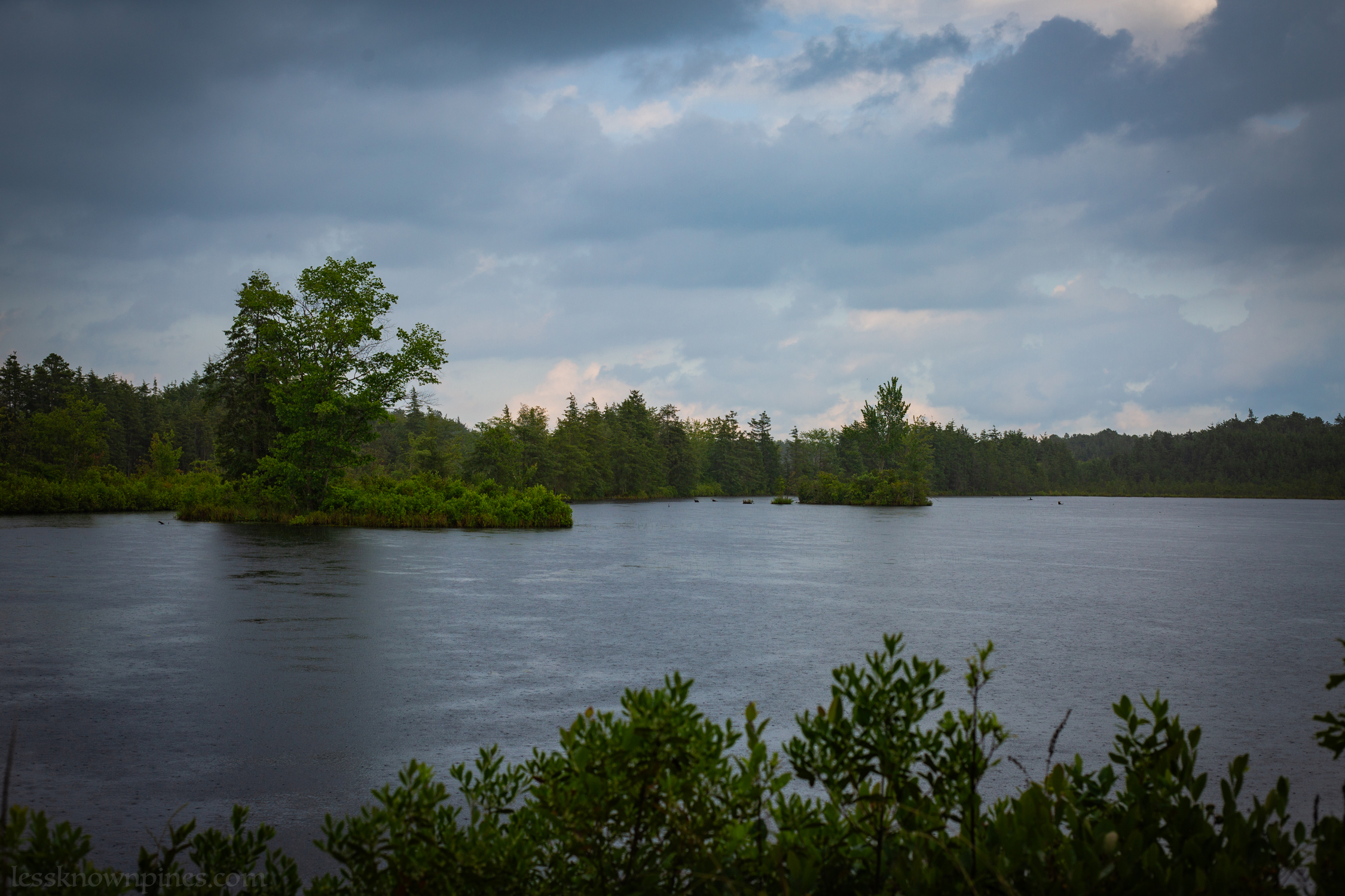 Swamp during late spring rain