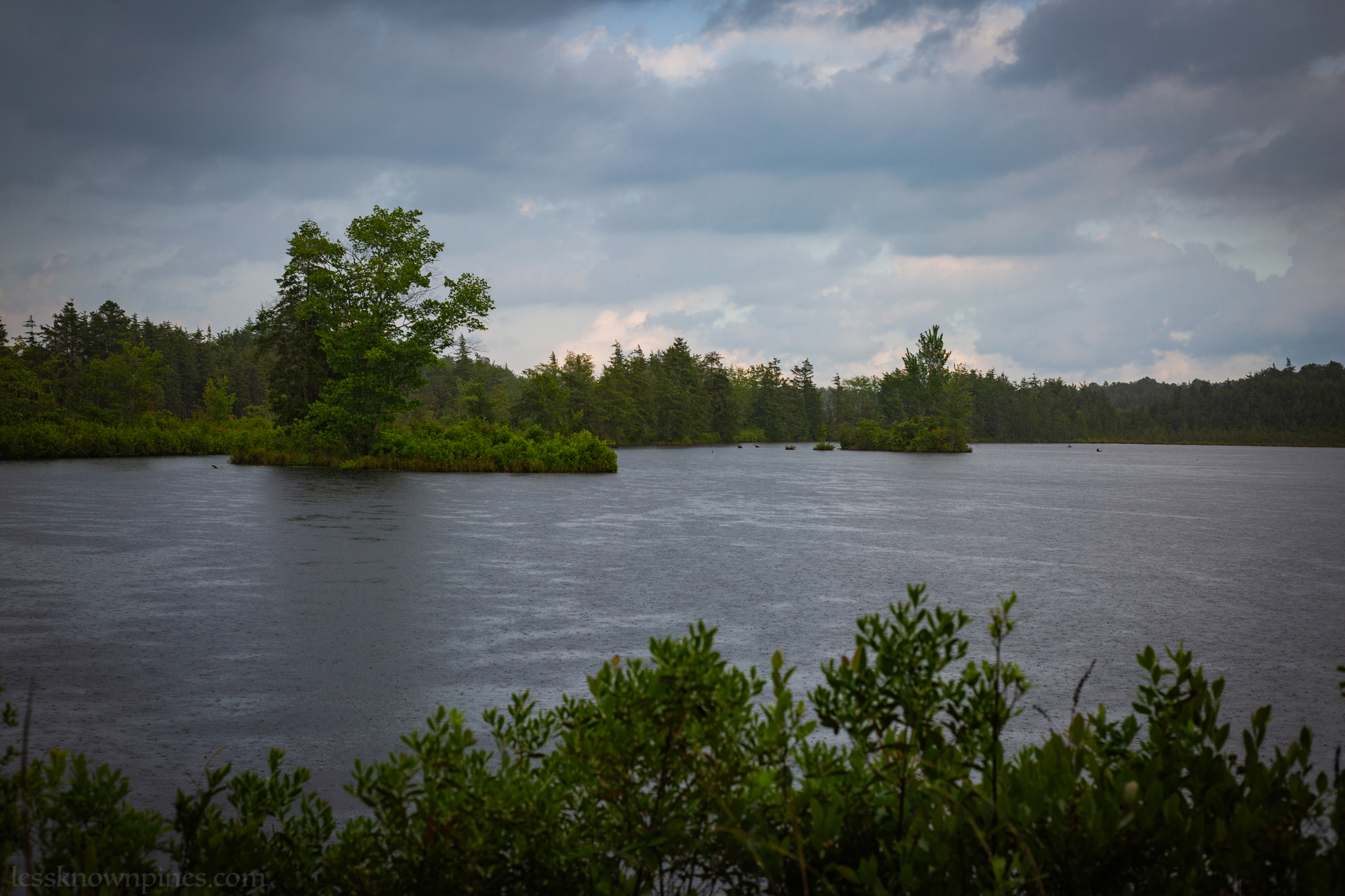 Man made swamp collects water