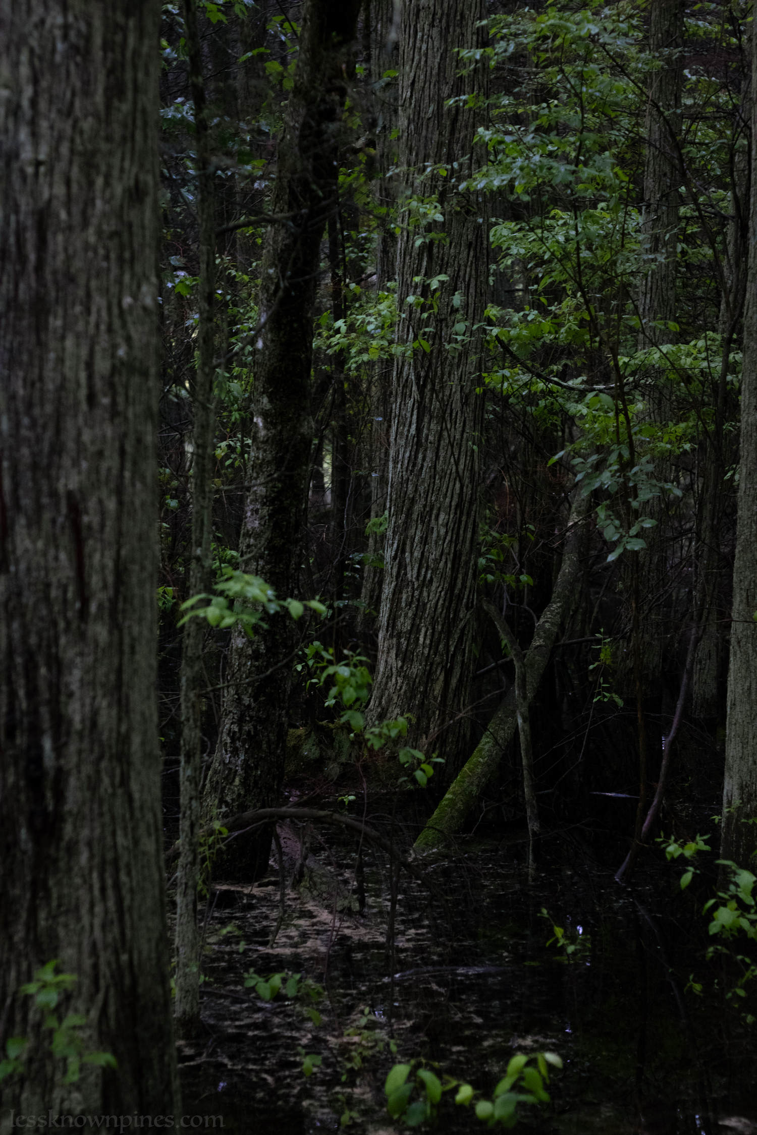 Mid spring dense highland cedar forest