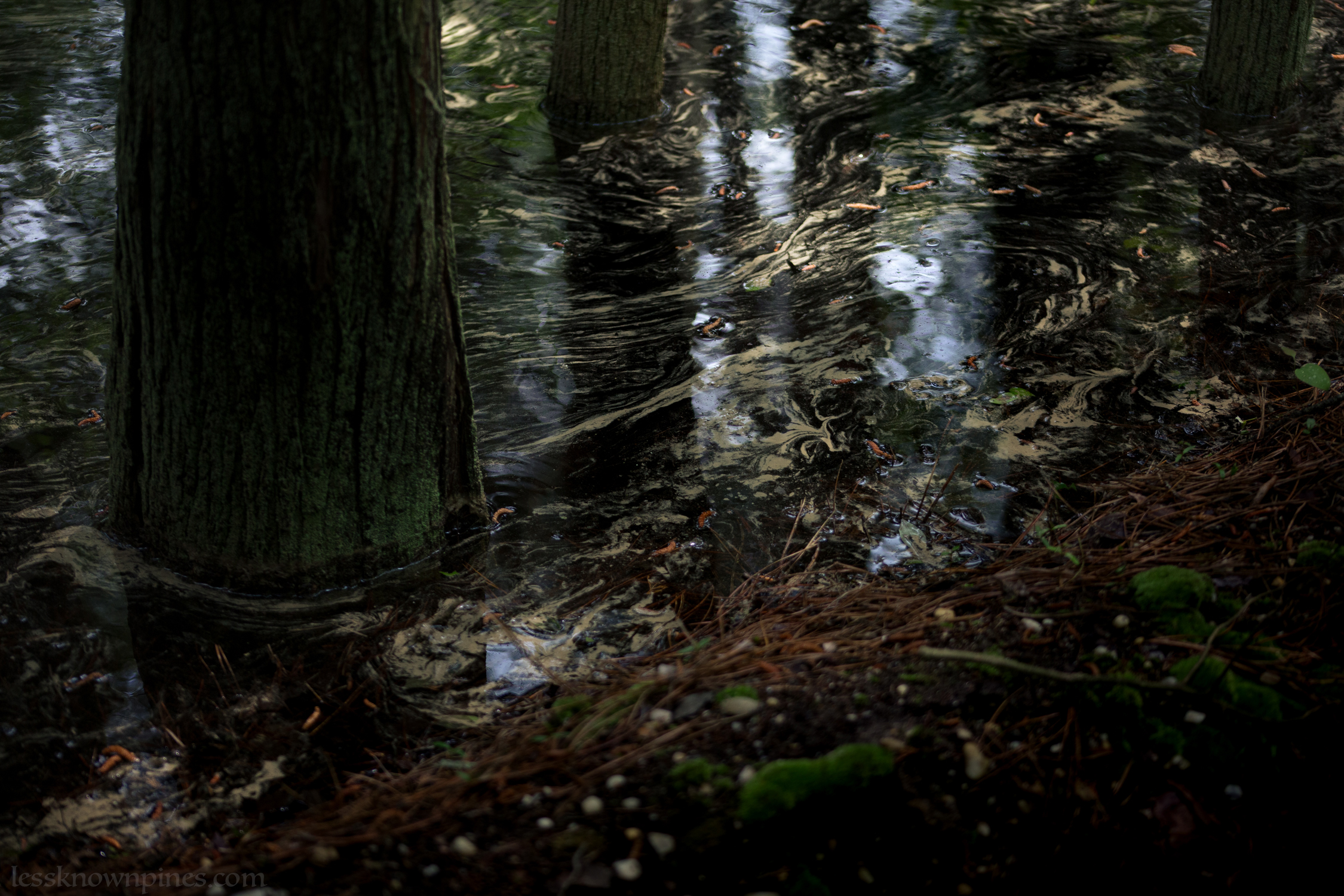 Nearly overflowing cedar swamp water source
