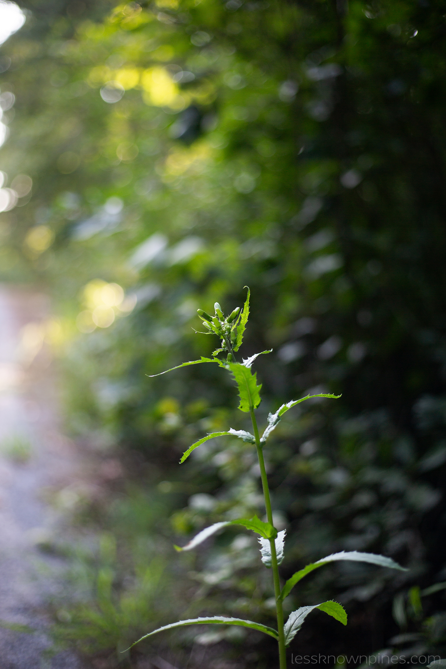 Northern Bayberry