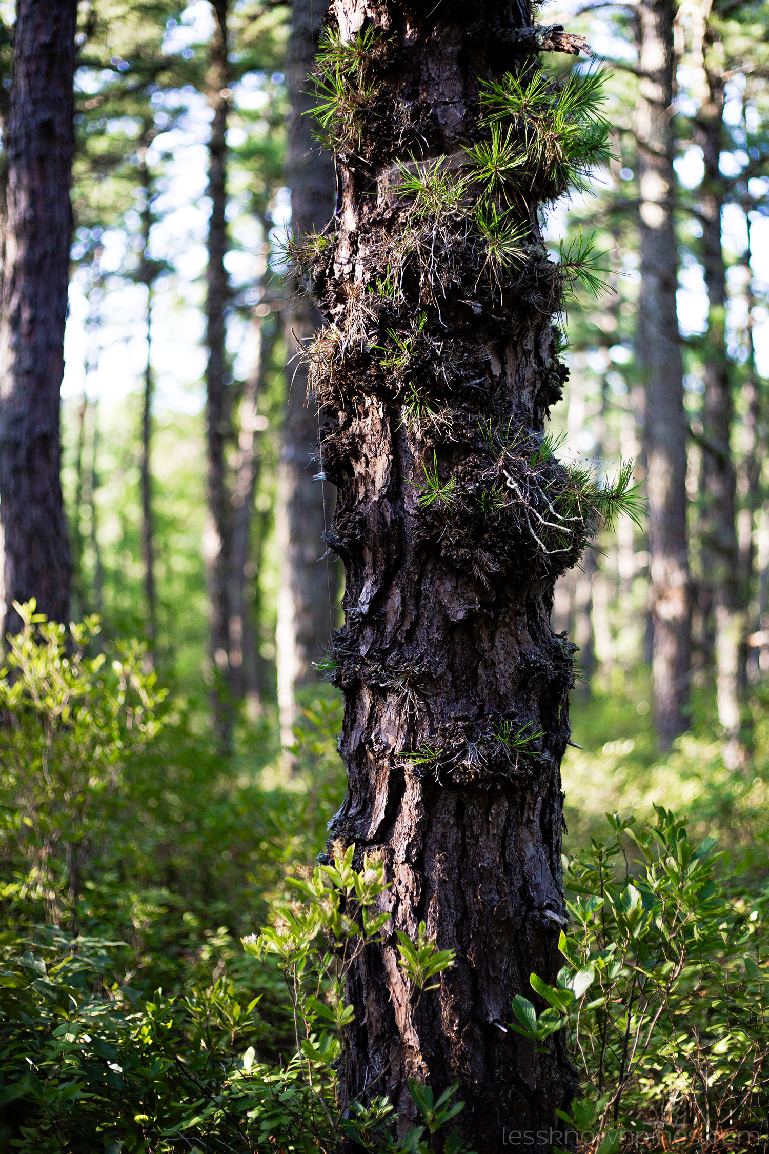 Pitch Pine