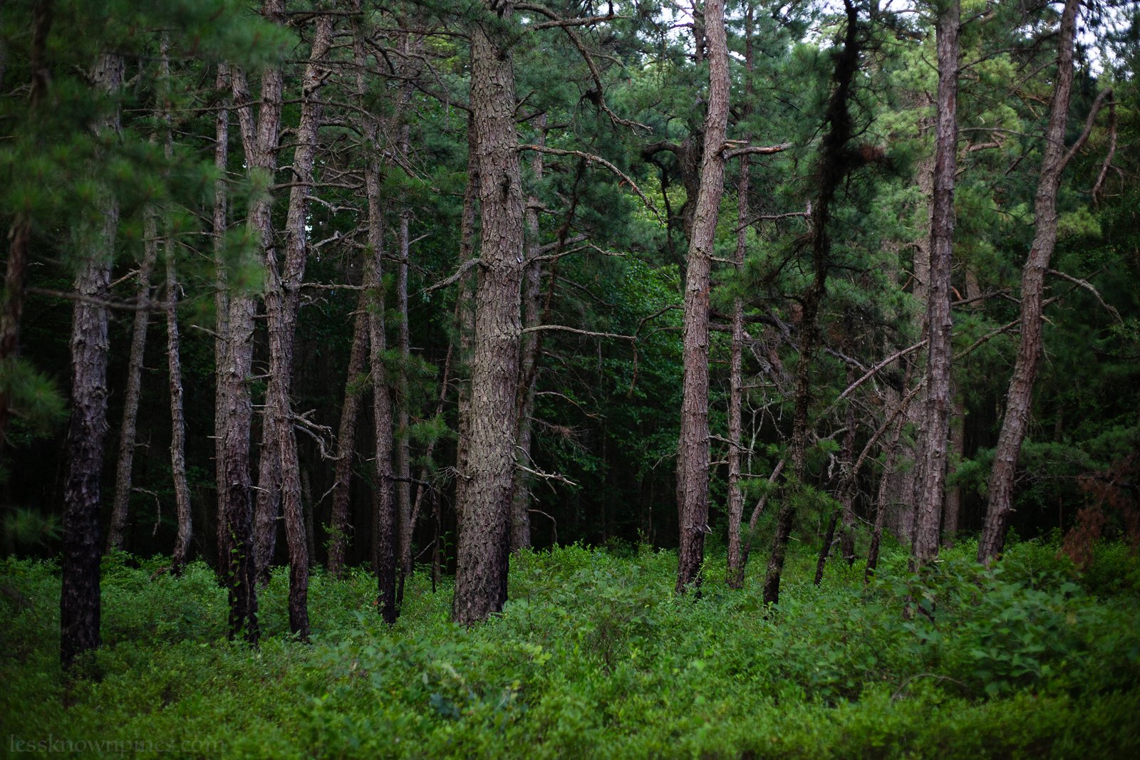 Pine corridor