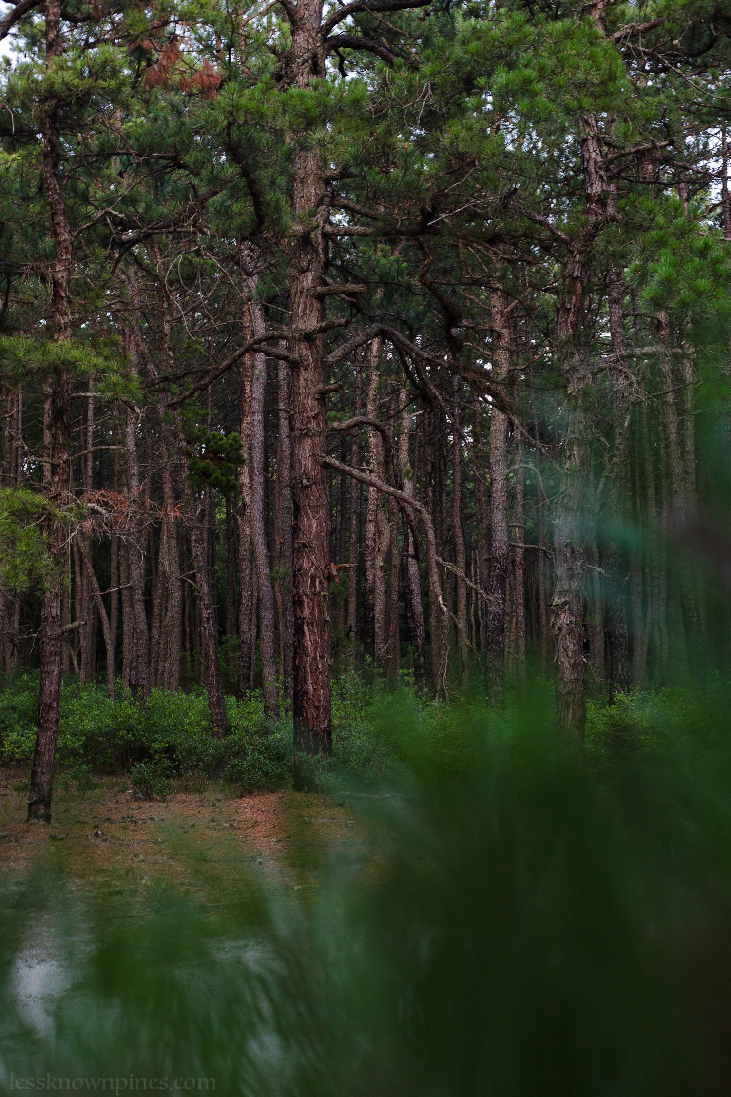 Shoal pine woodlands