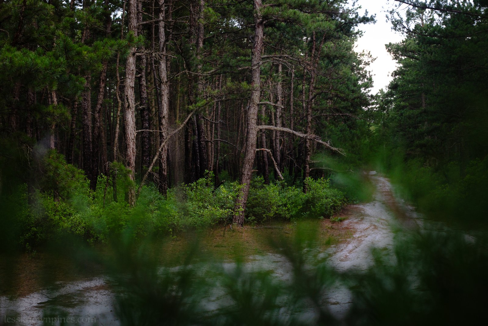 Woodland trail