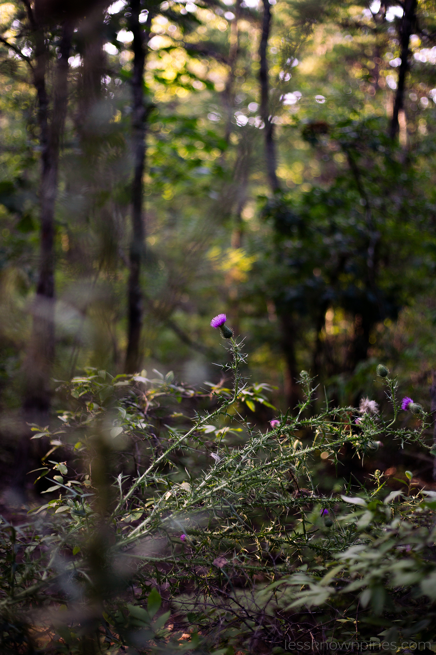 Spear thistle fallen