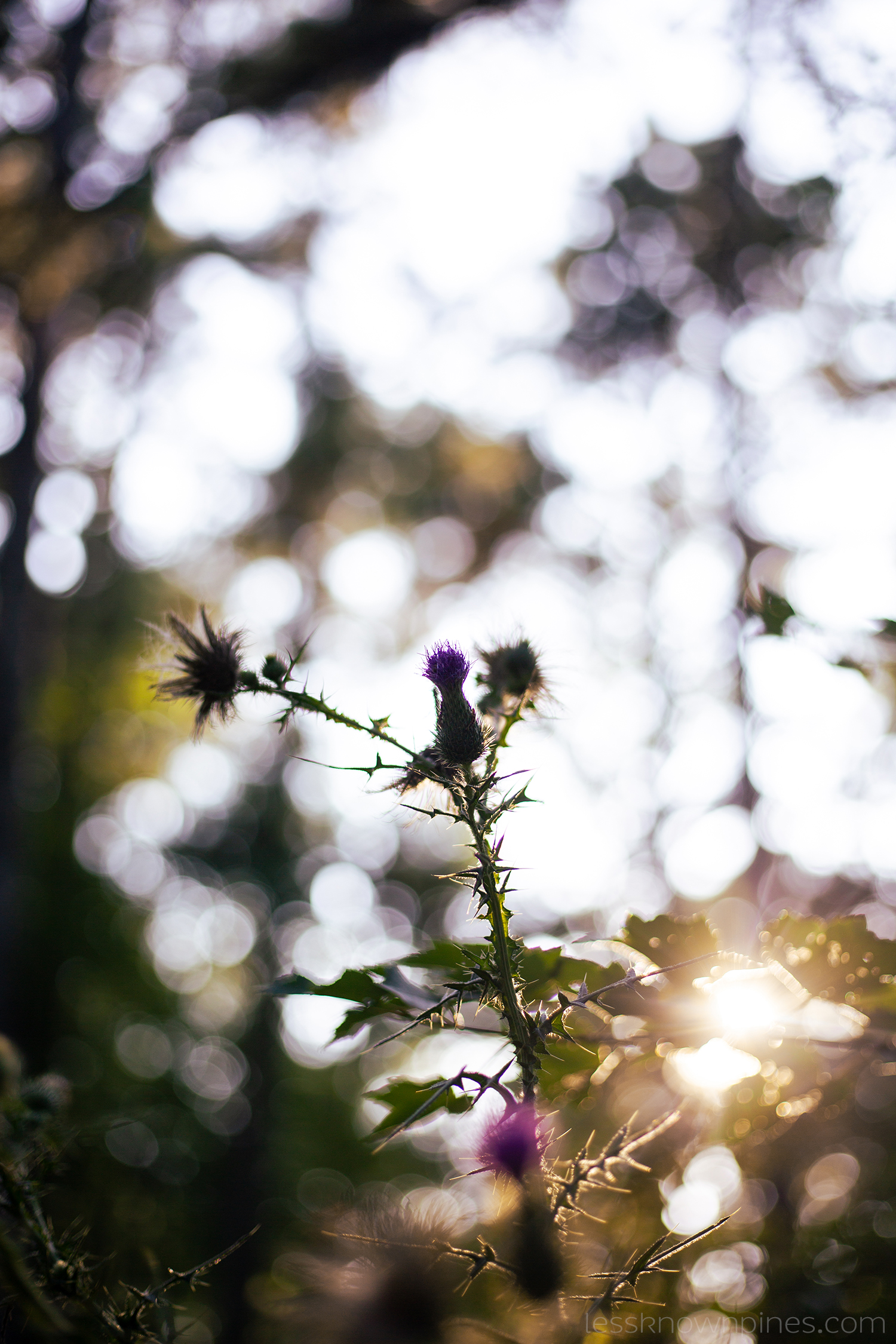 Spear Thistle