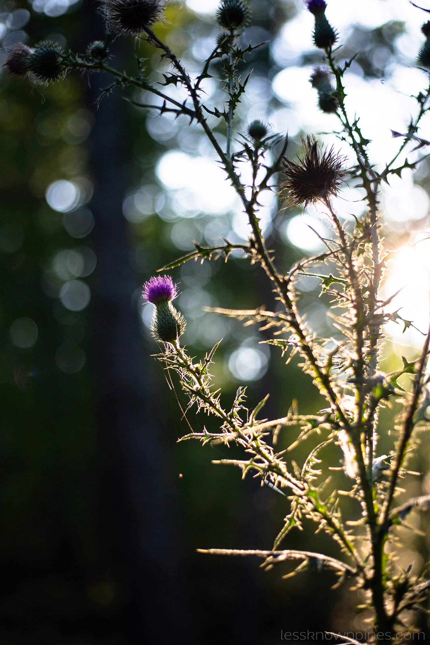 Spear thistle 2