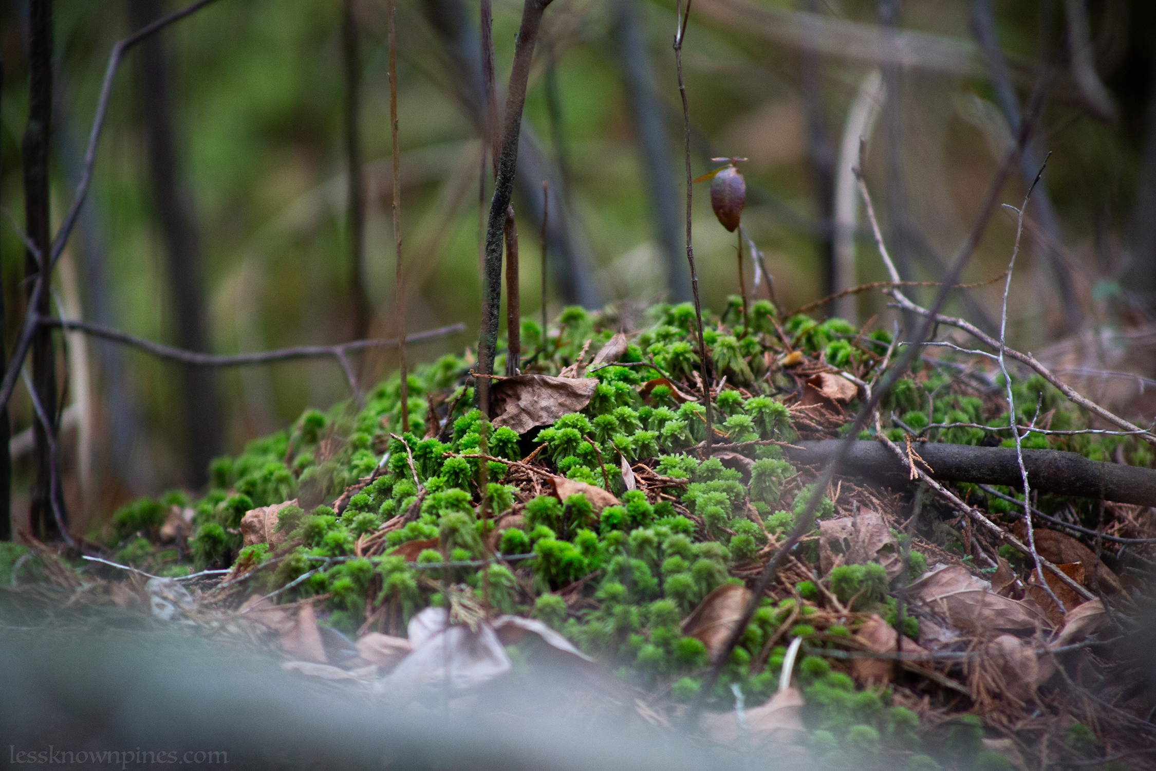 Sphagnum moss summer