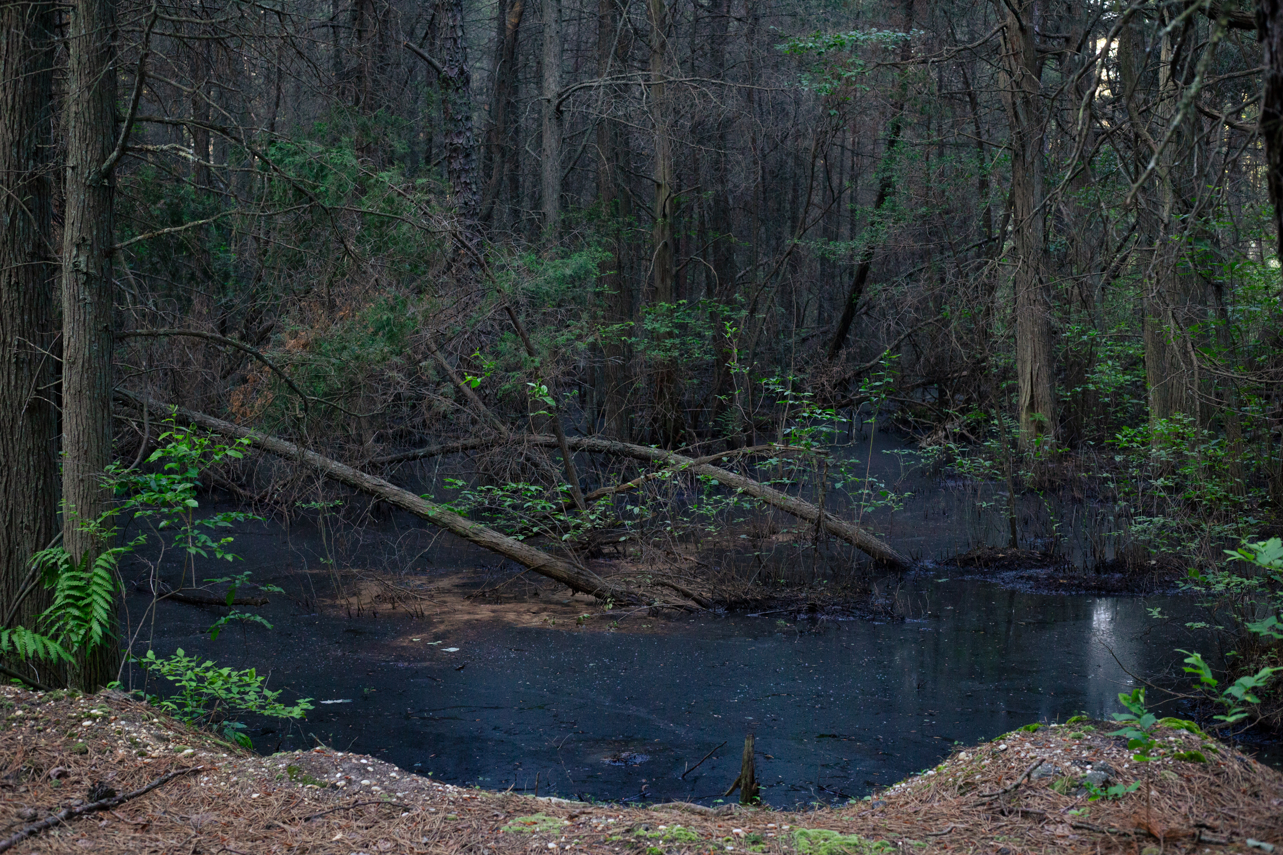 Shady stagnant swamp