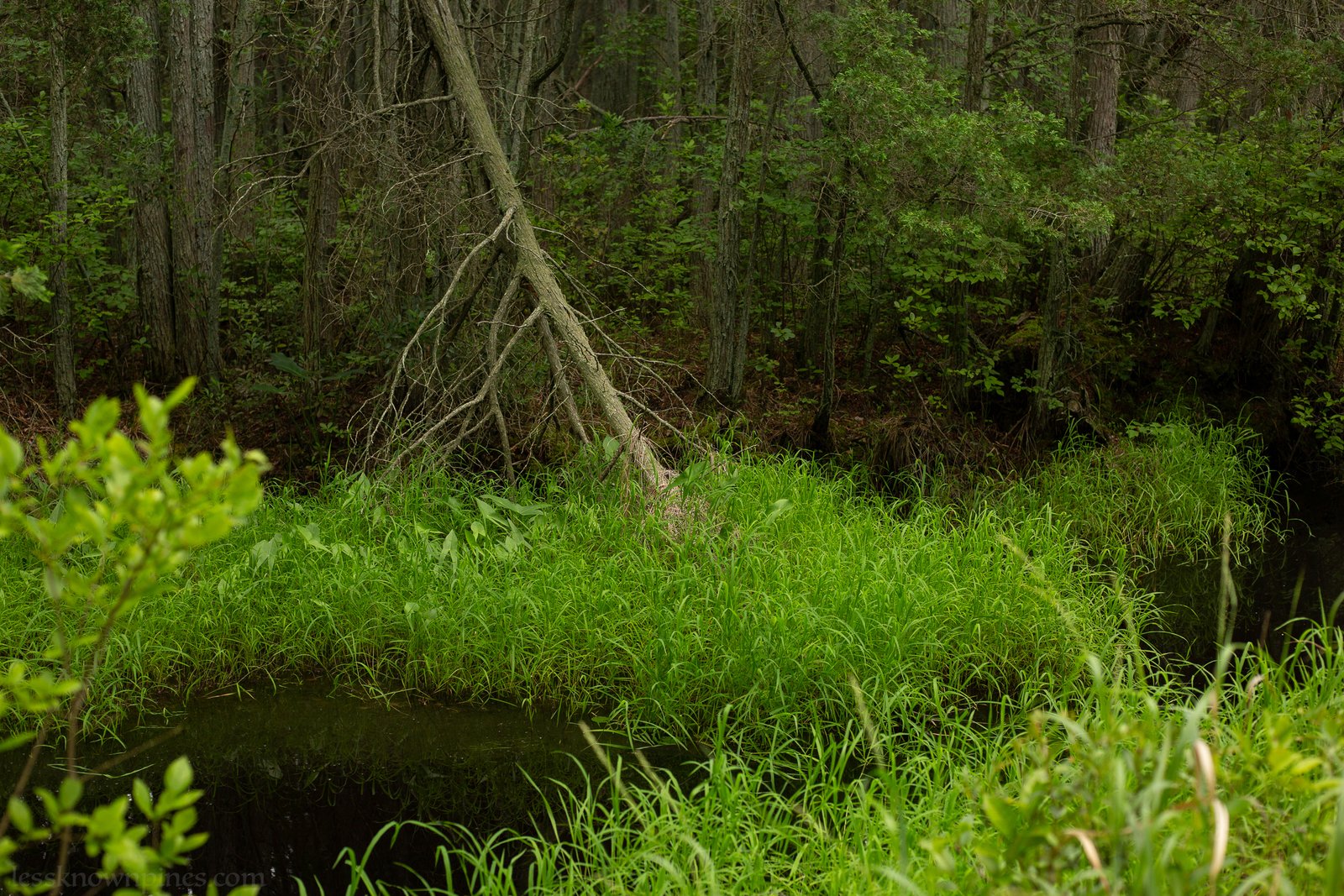 Stream before cedar forest