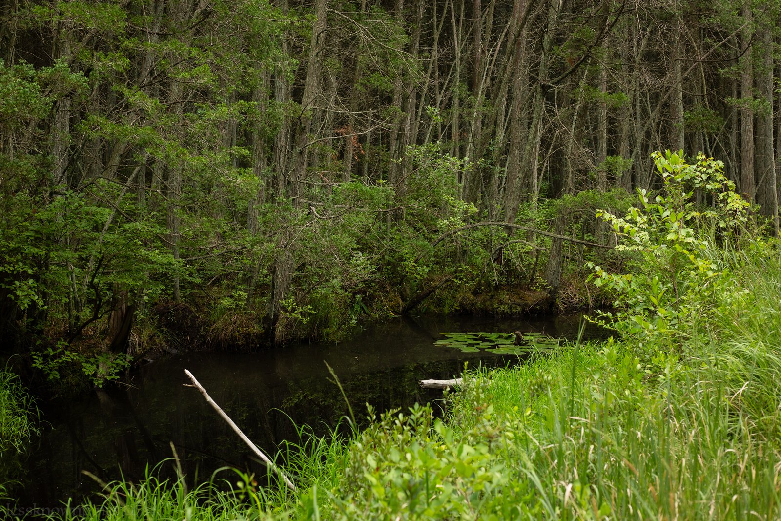 Black tea stream flows around cedar forest