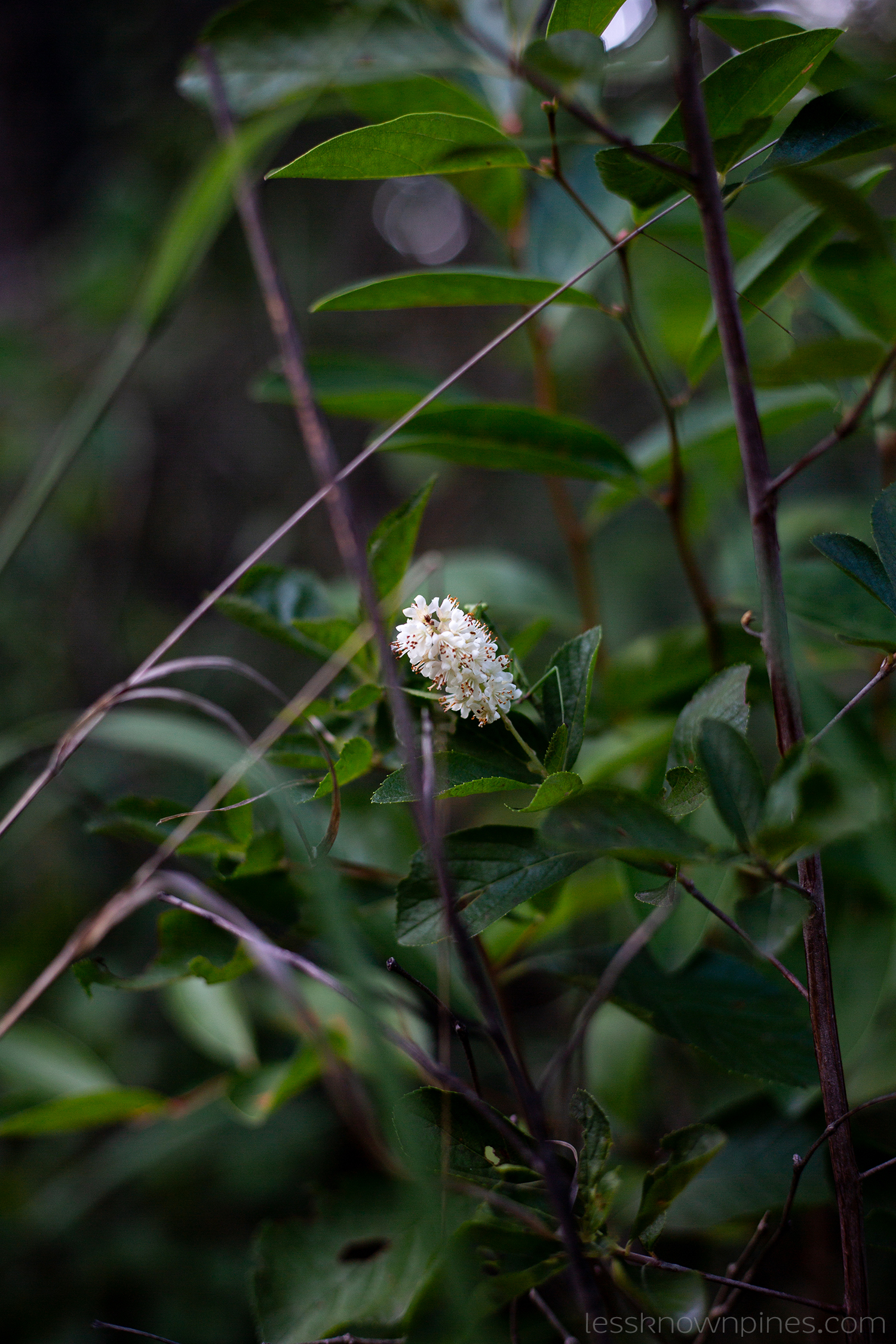 Sweet Pepperbush