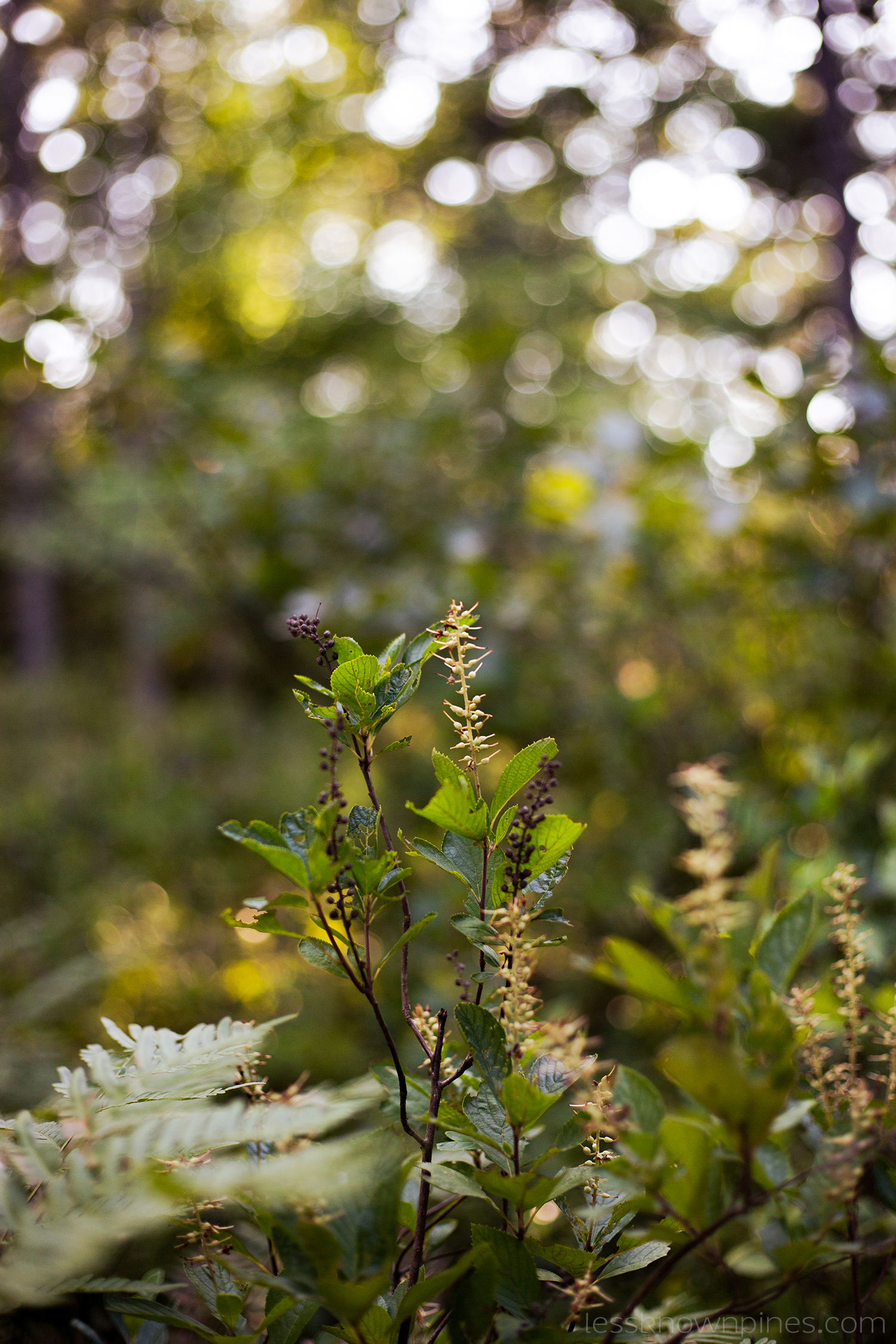 Mature pepperbush flowers