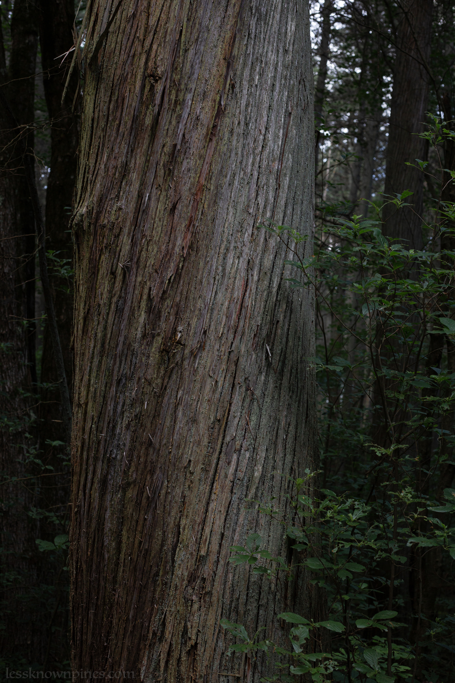 The elderly of the forest