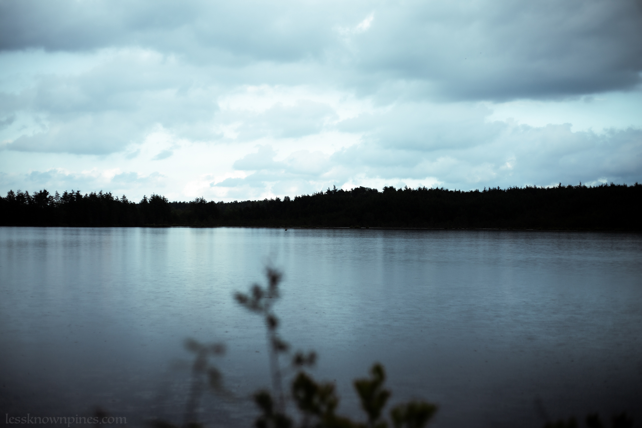 Rainy afternoon cedar swamp