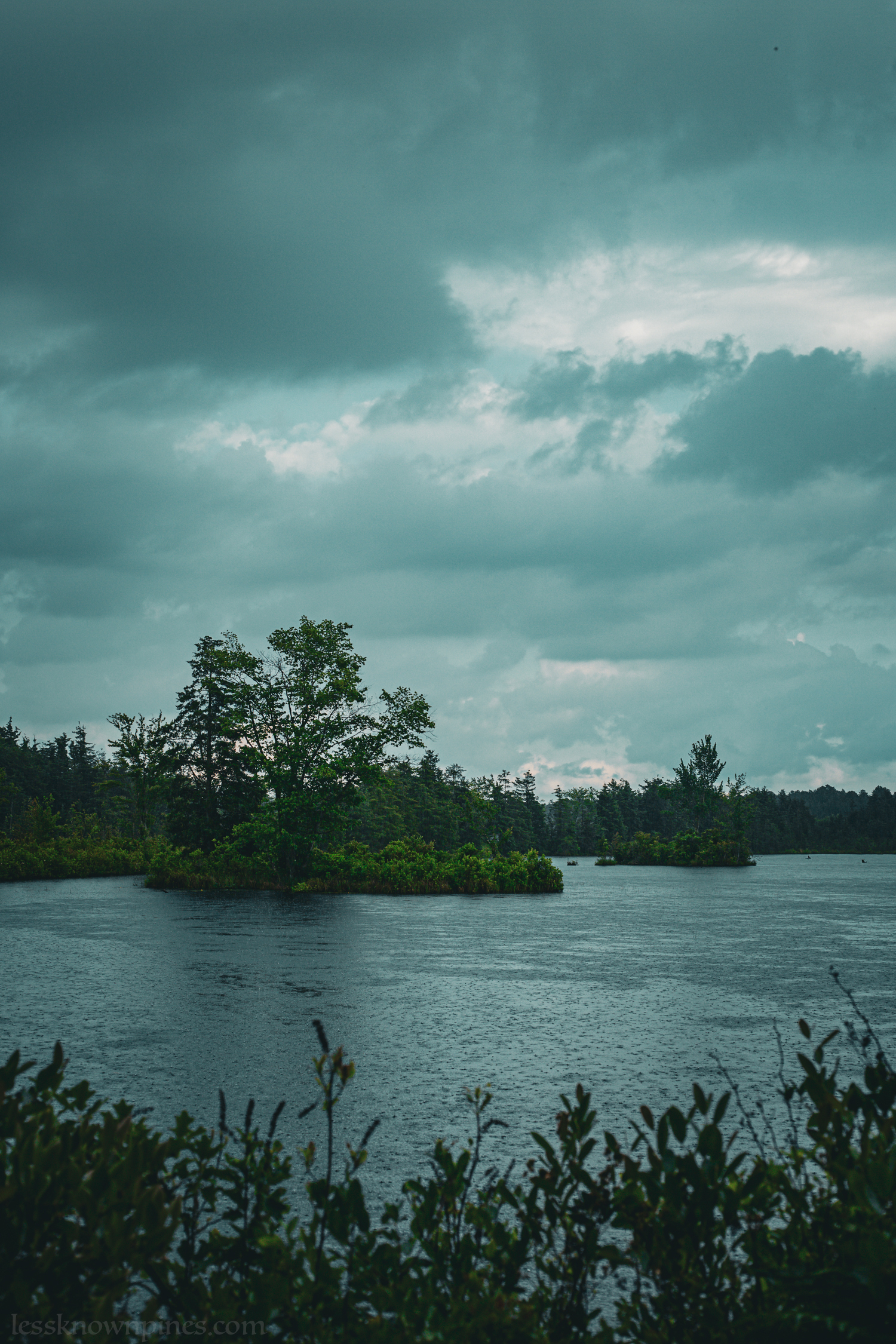 Cedar pond on rainy afternoon