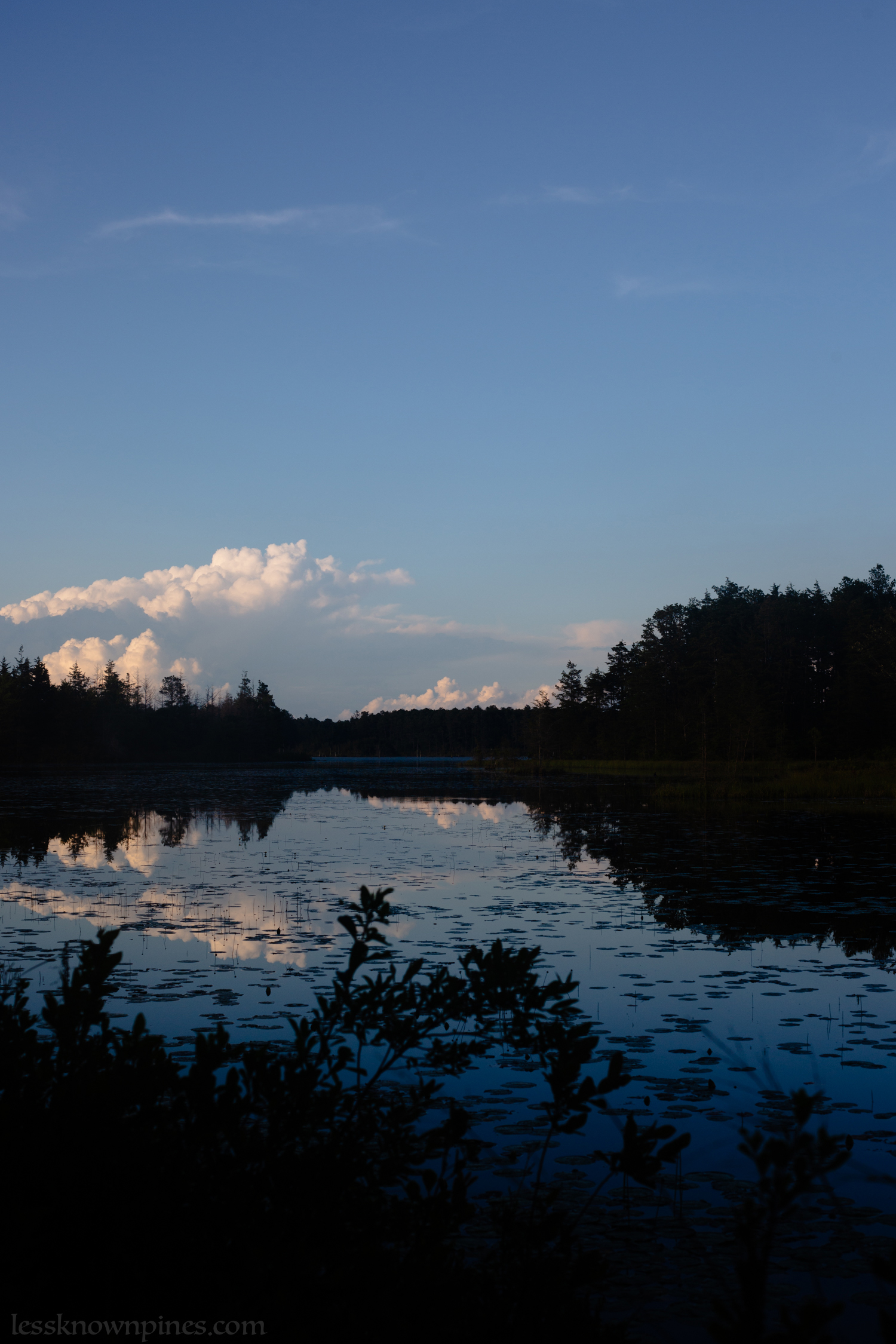 Tranquil mid-forest pond side