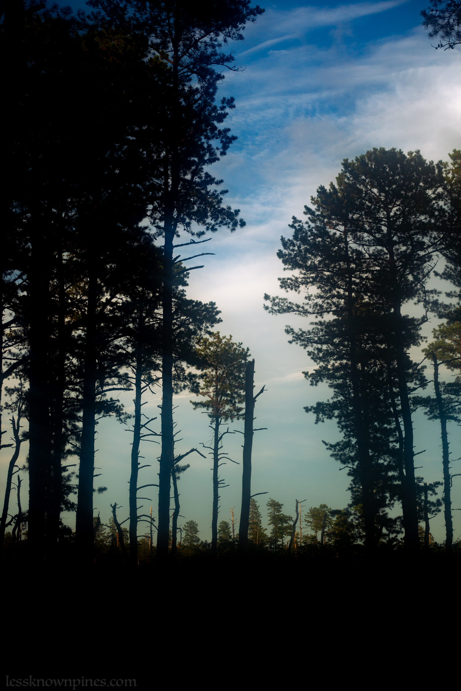 The trees avoid that lost area