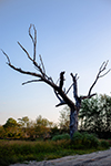 Cedar Remains/Open Swamp Field Thumbnail