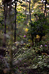 Spear Thistle Thumbnail