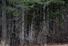 Cedar forest thumbnail