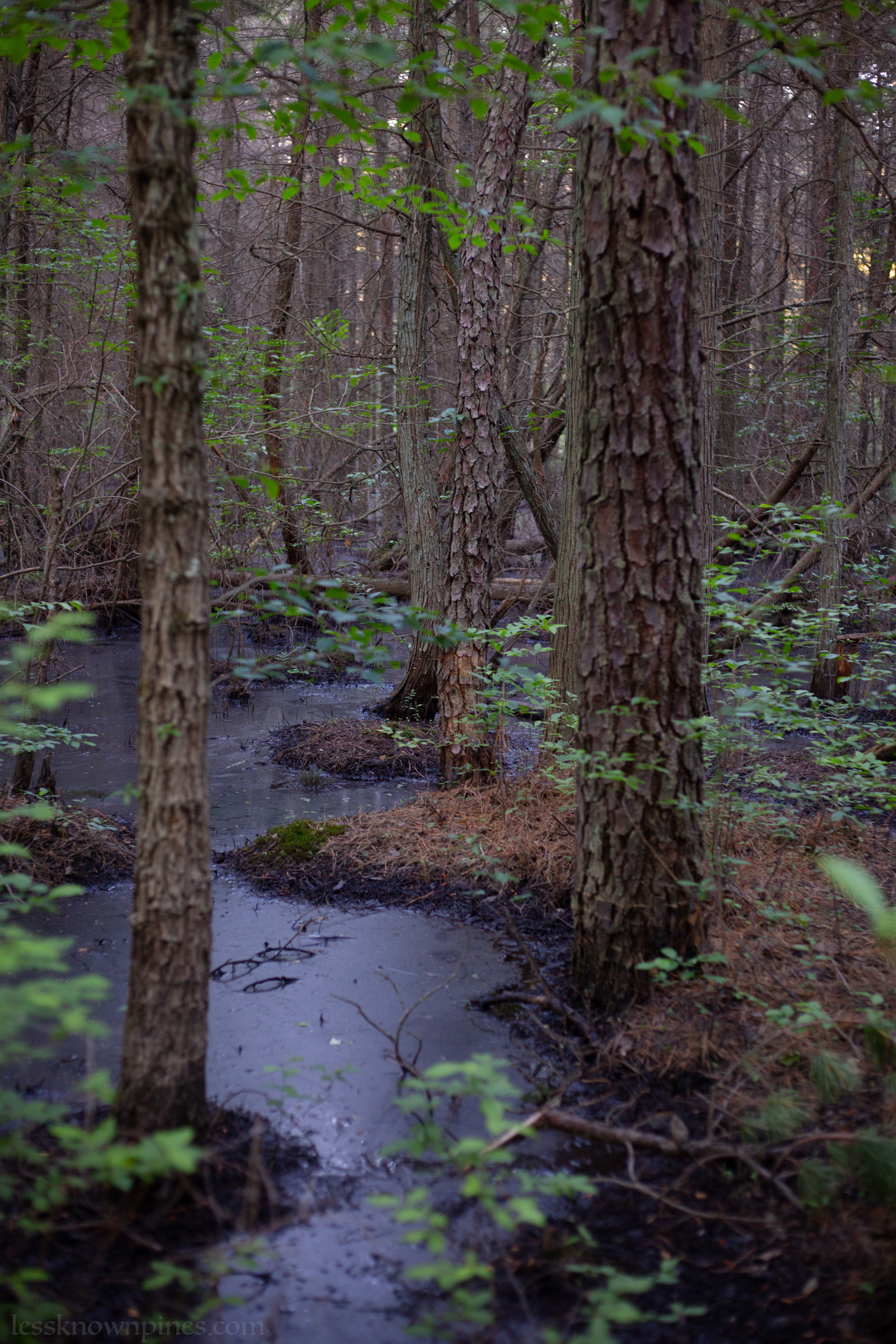 Shady pond-swamp