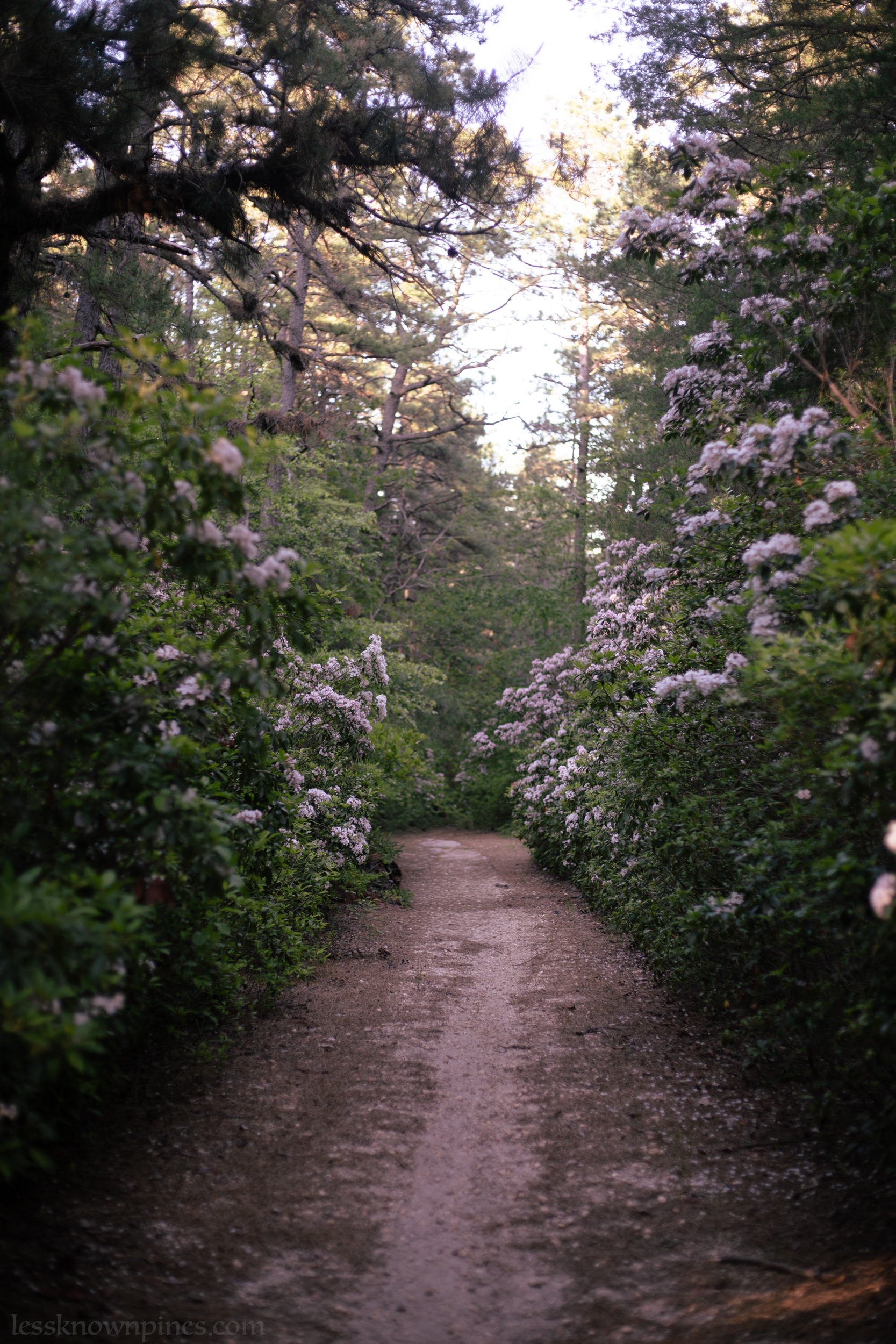 Trail of mountain laurels