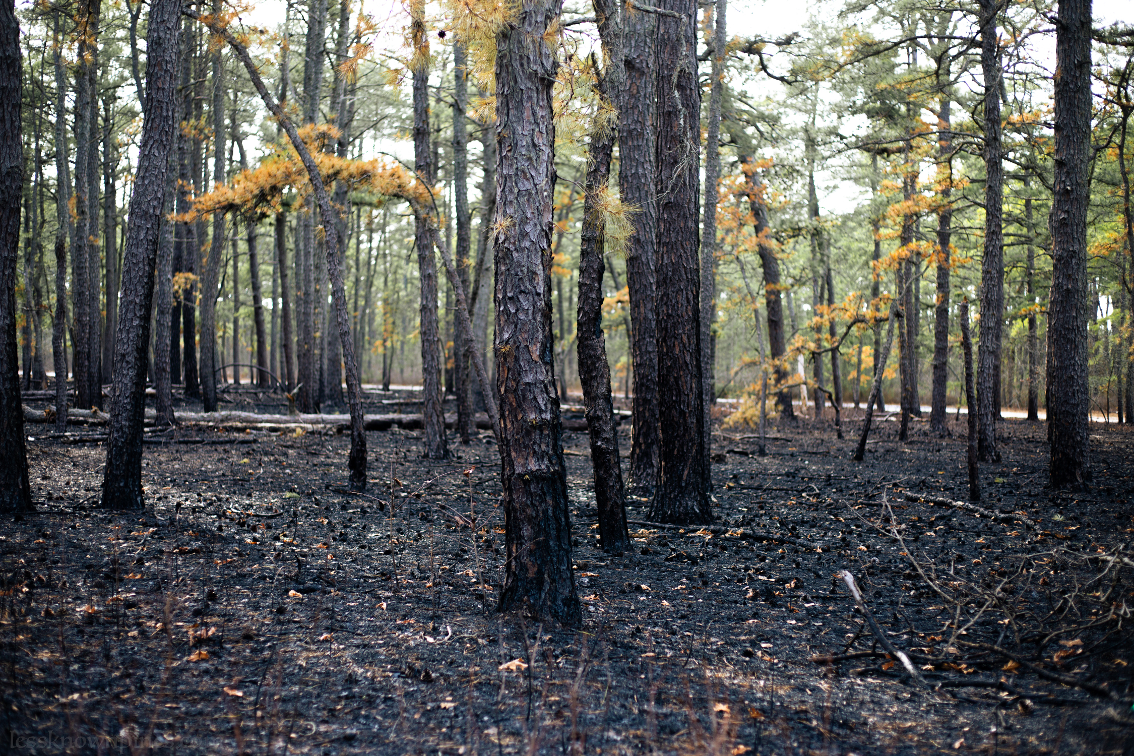 Barren ground after prescribed burn