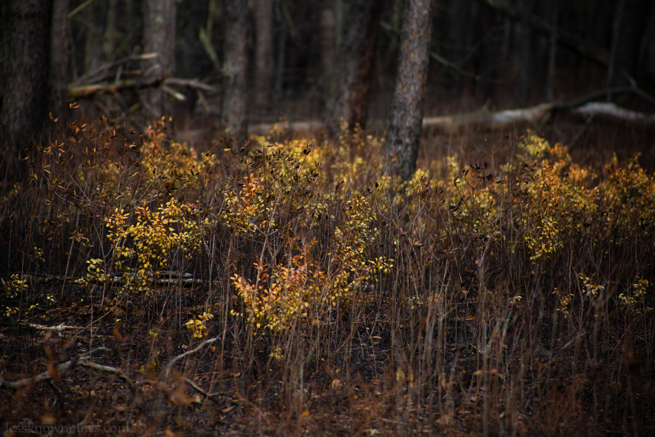 Burnt brush