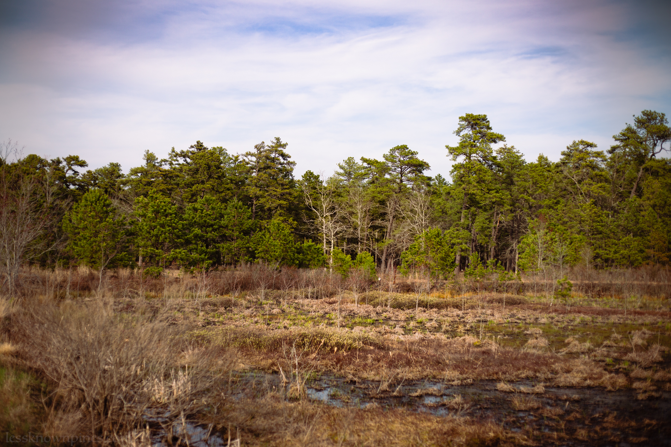 Edge of Franklin Parker Preserve marsh