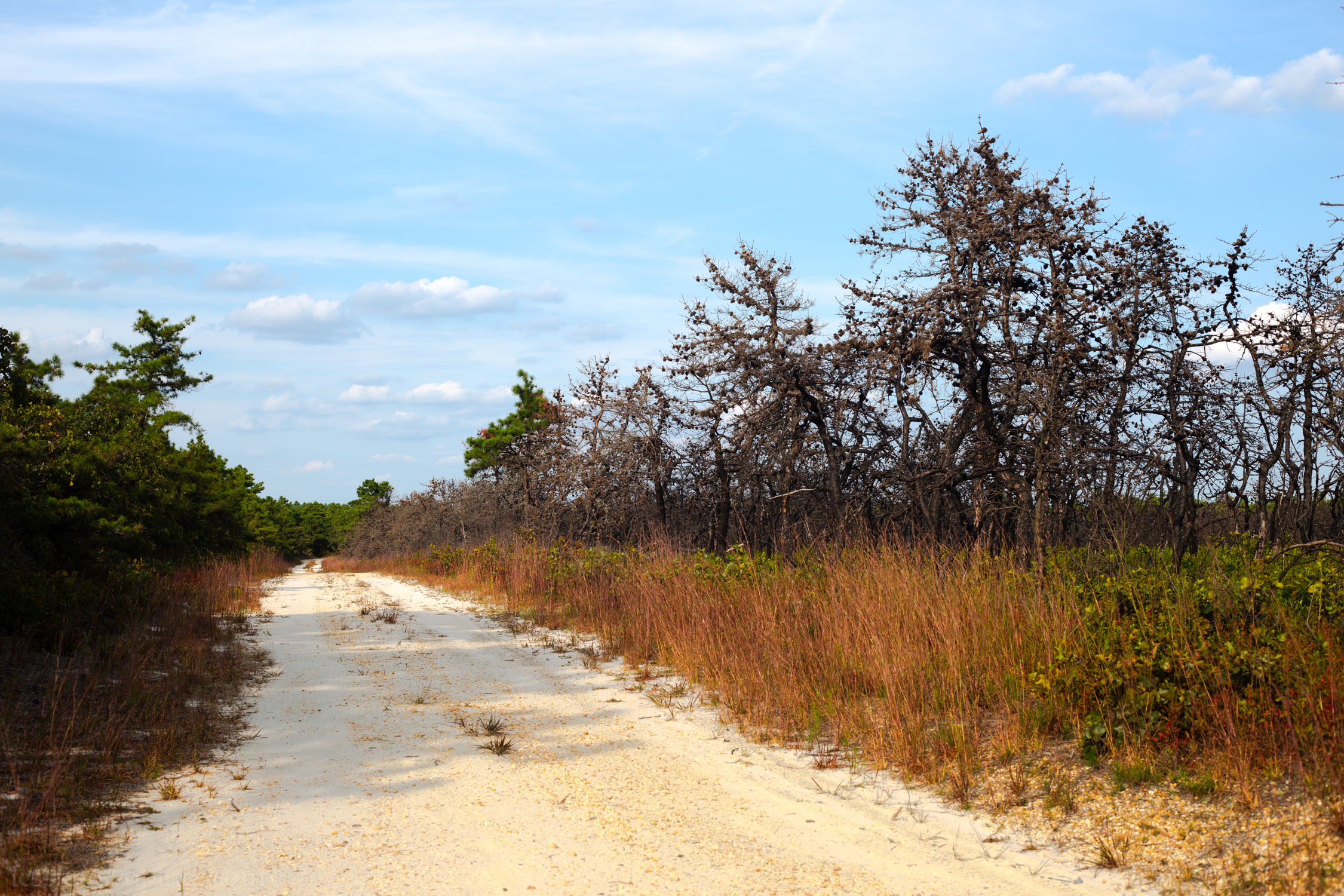 High elevation trail