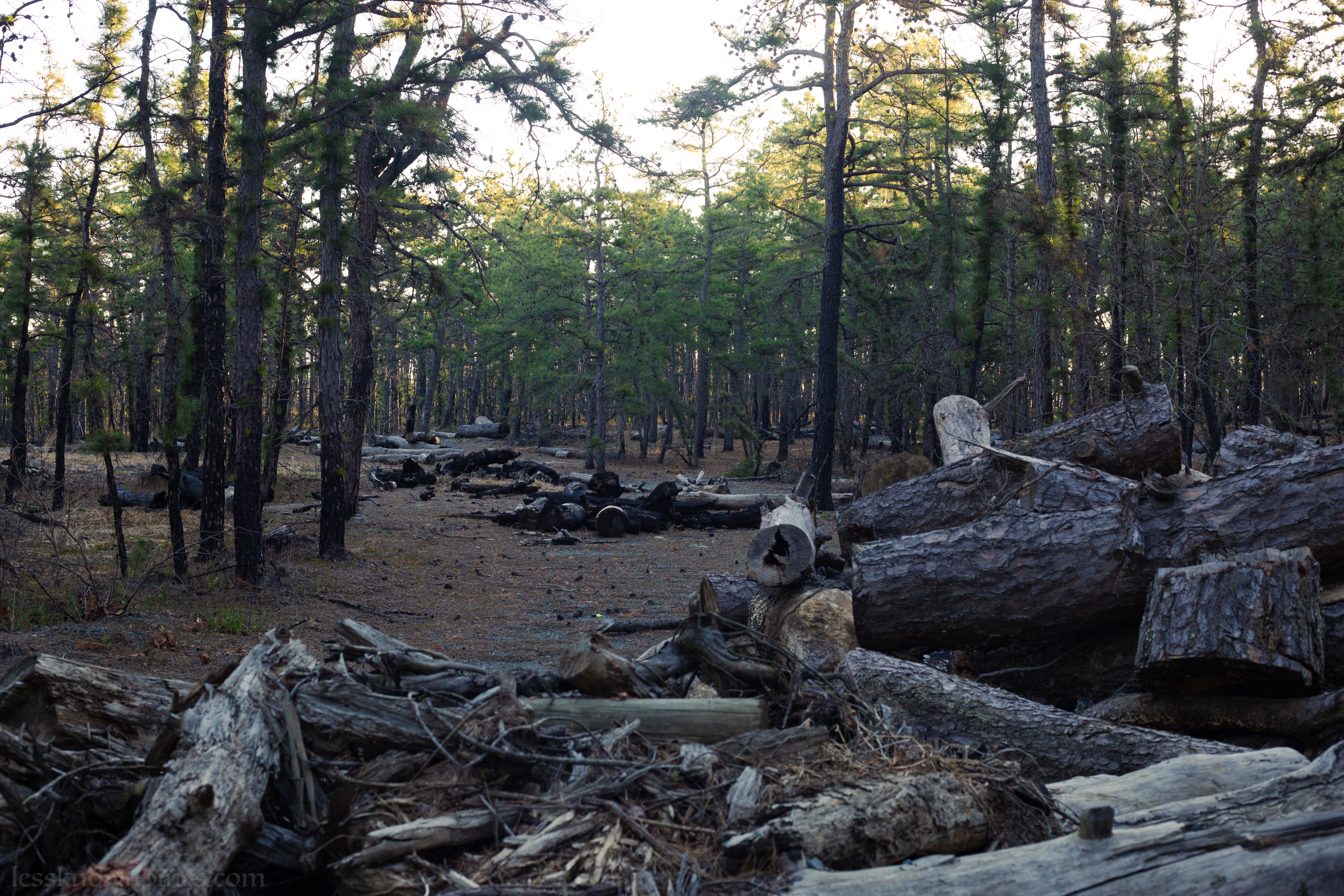 Logs left behind after prescribed burn