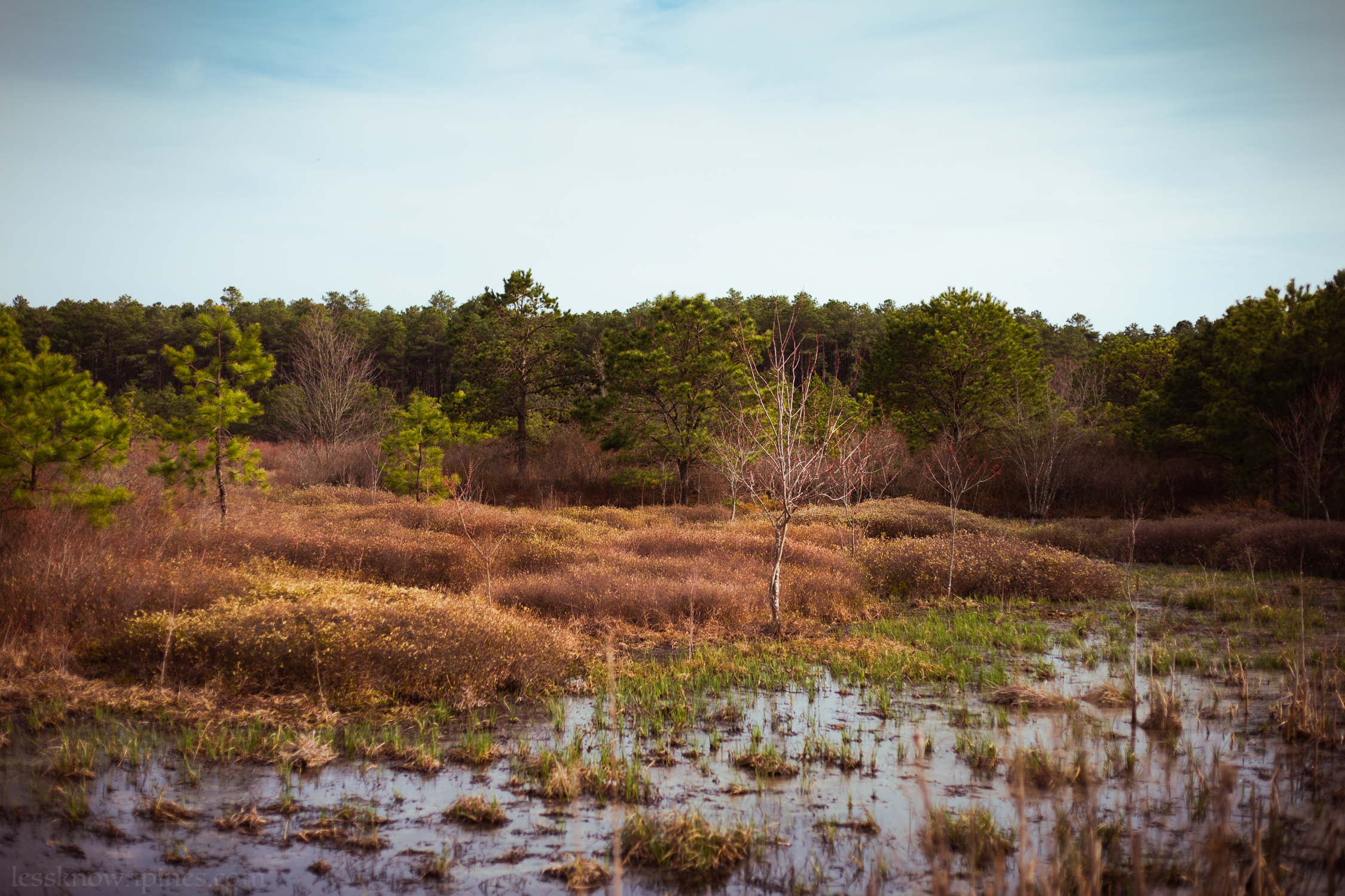 Lushious edge of Franklin Parker Preserve