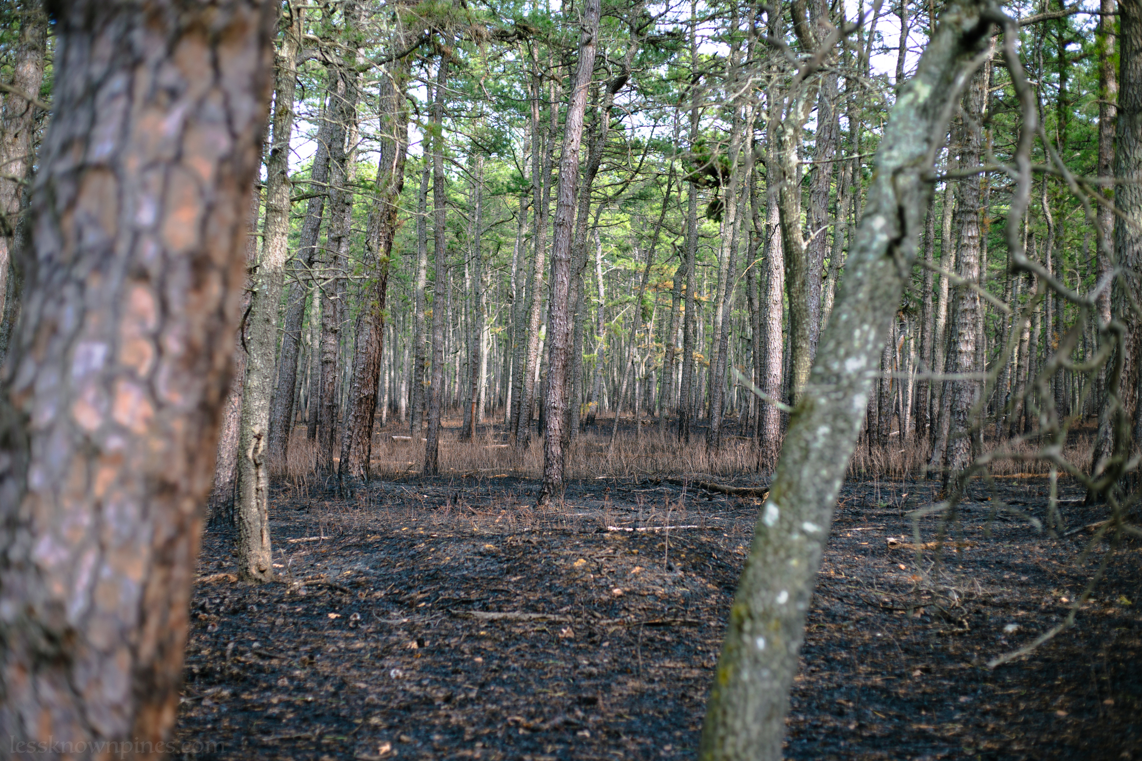 Burnt yet remaining grasses