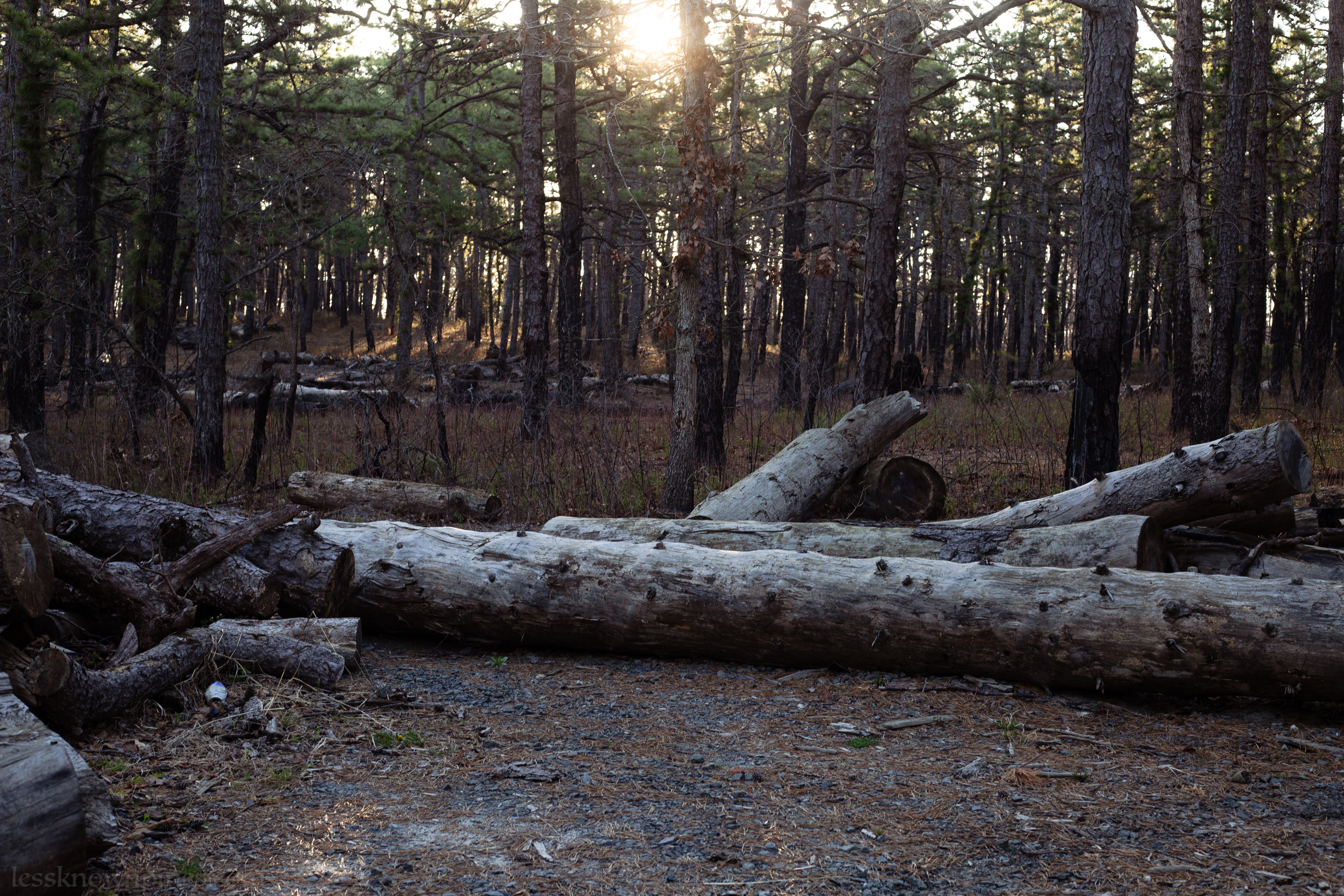 Forked River Mountain Preserve logs after prescribed burn