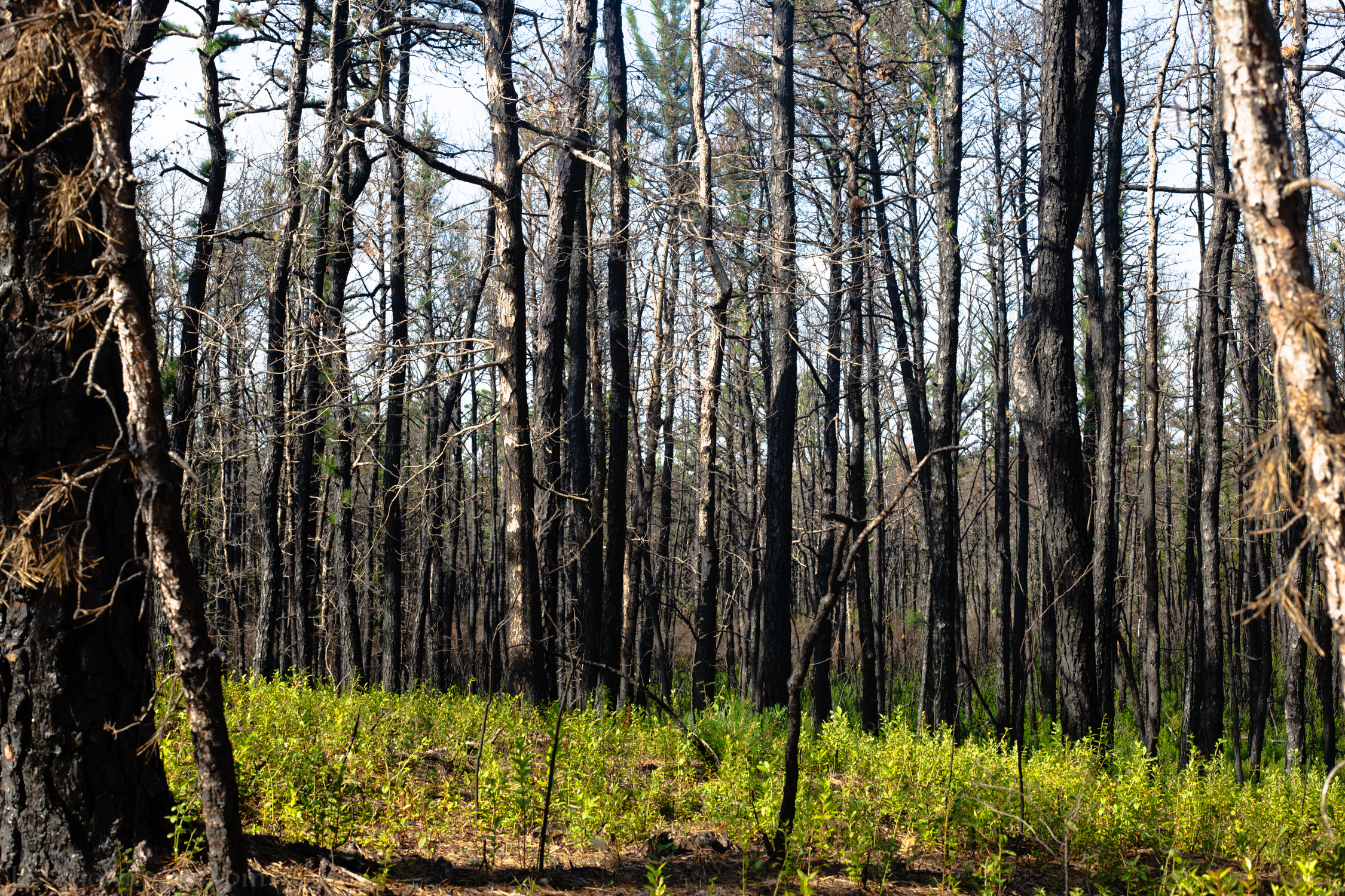 Scrub bushes begin to grow and cover the ground