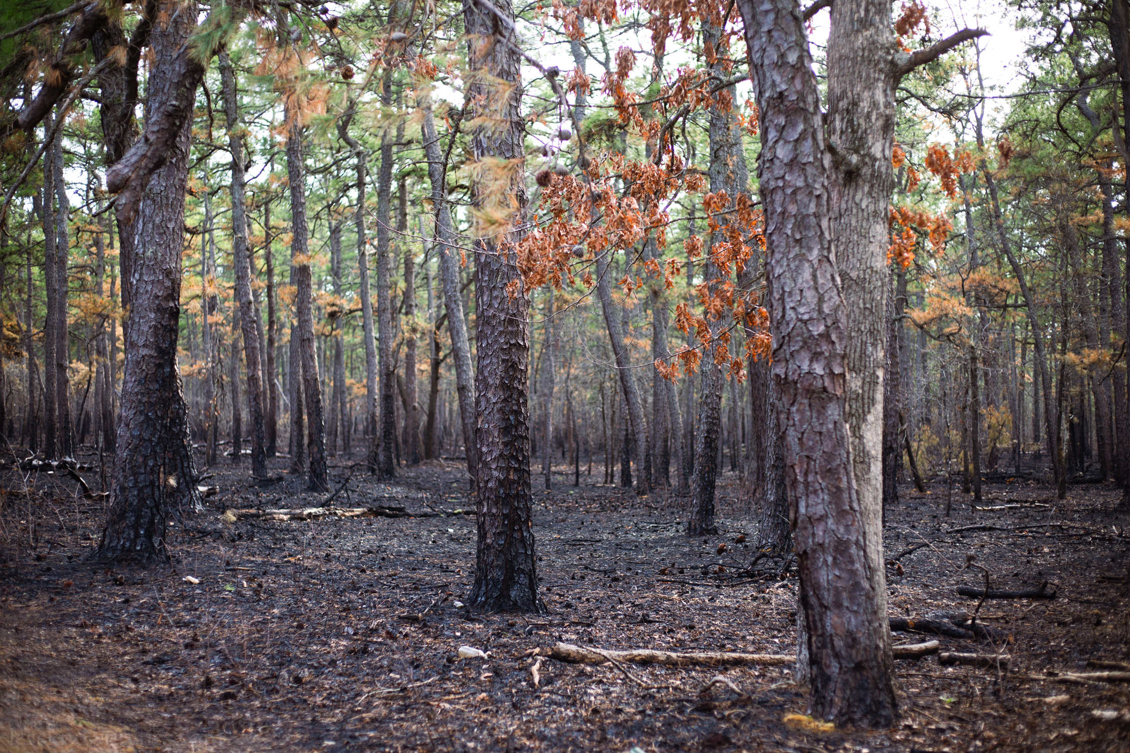 Burnt tree leaves remain but pine needles turn yellow