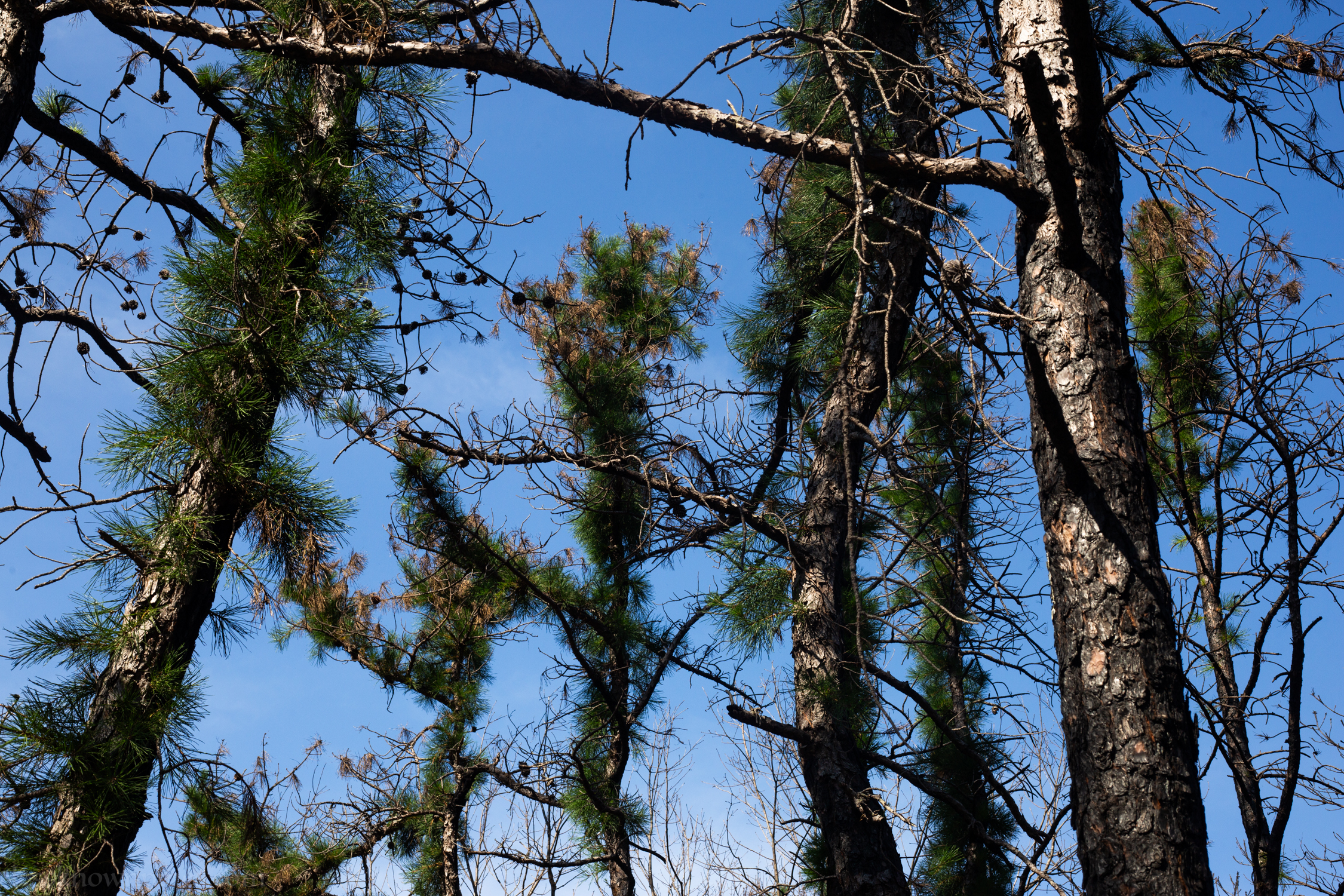 disaster-leaving-pine-trees-in-odd-form